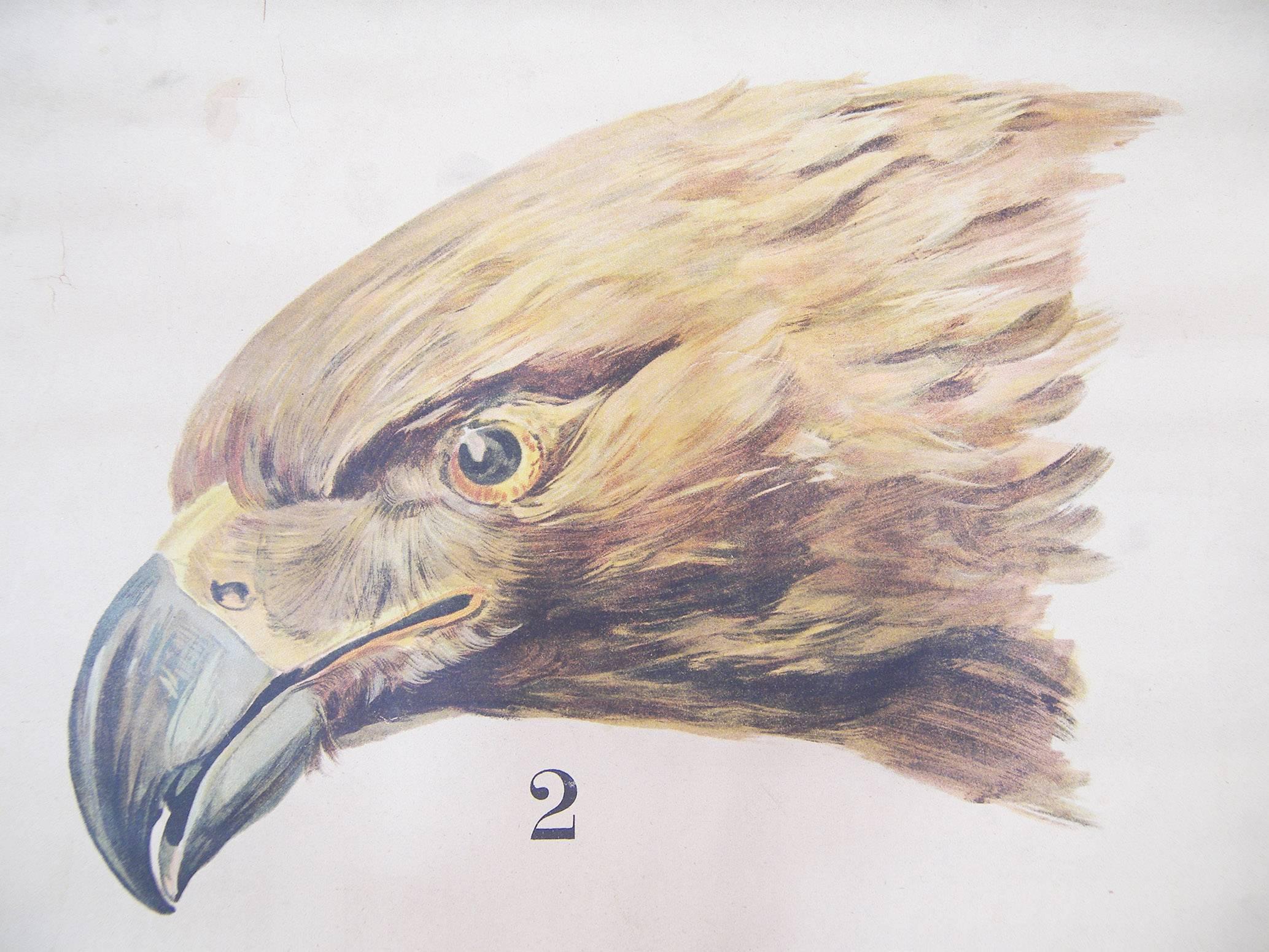 Other Antique, Vintage Scientific Chart Bird Heads Beaks, Denoyer-Geppert Poster Print