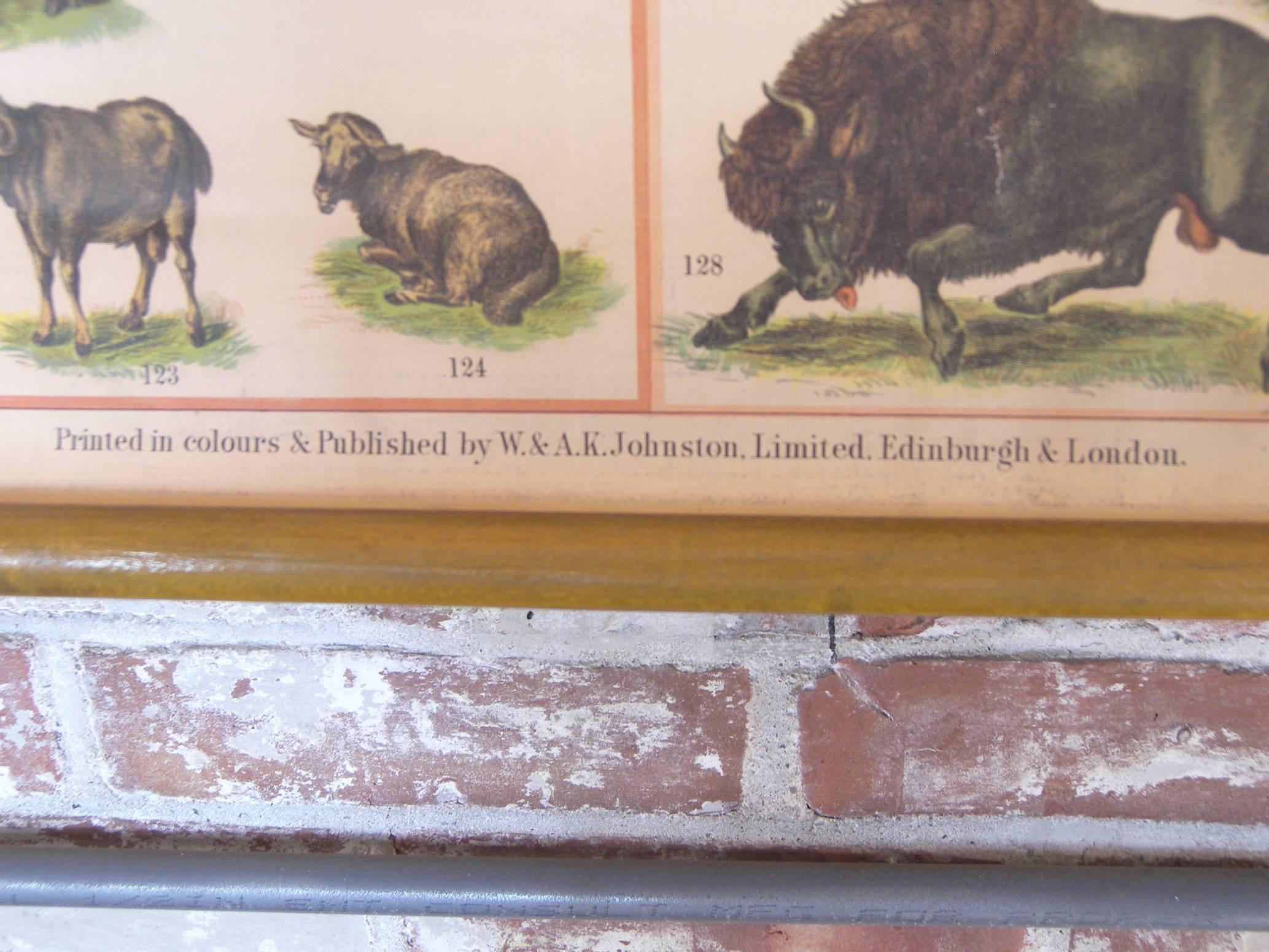 Antique Scientific Wall Chart Illustrations Natural History Print Art Animals In Good Condition In Oakville, CT