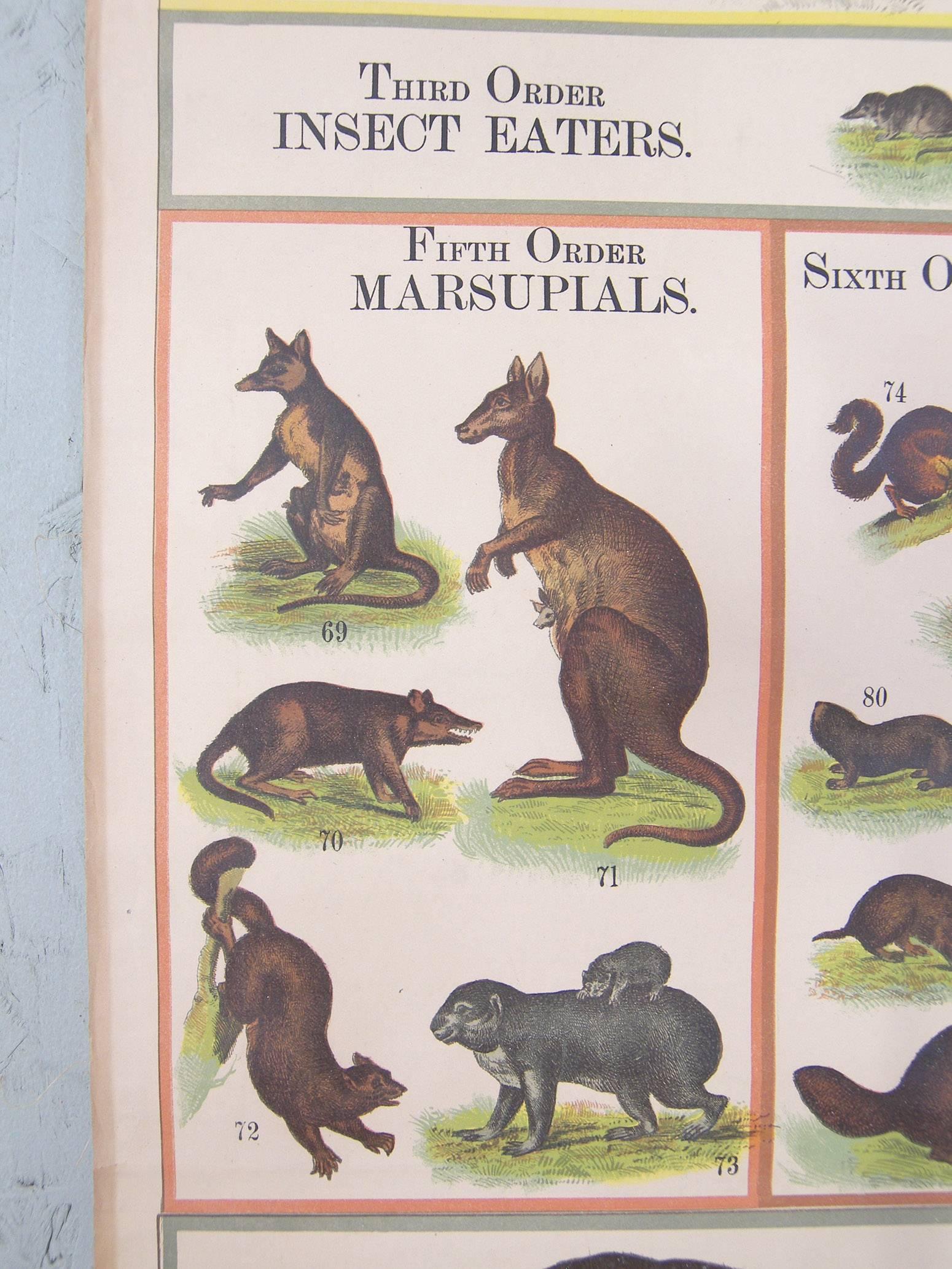 vintage animal illustrations