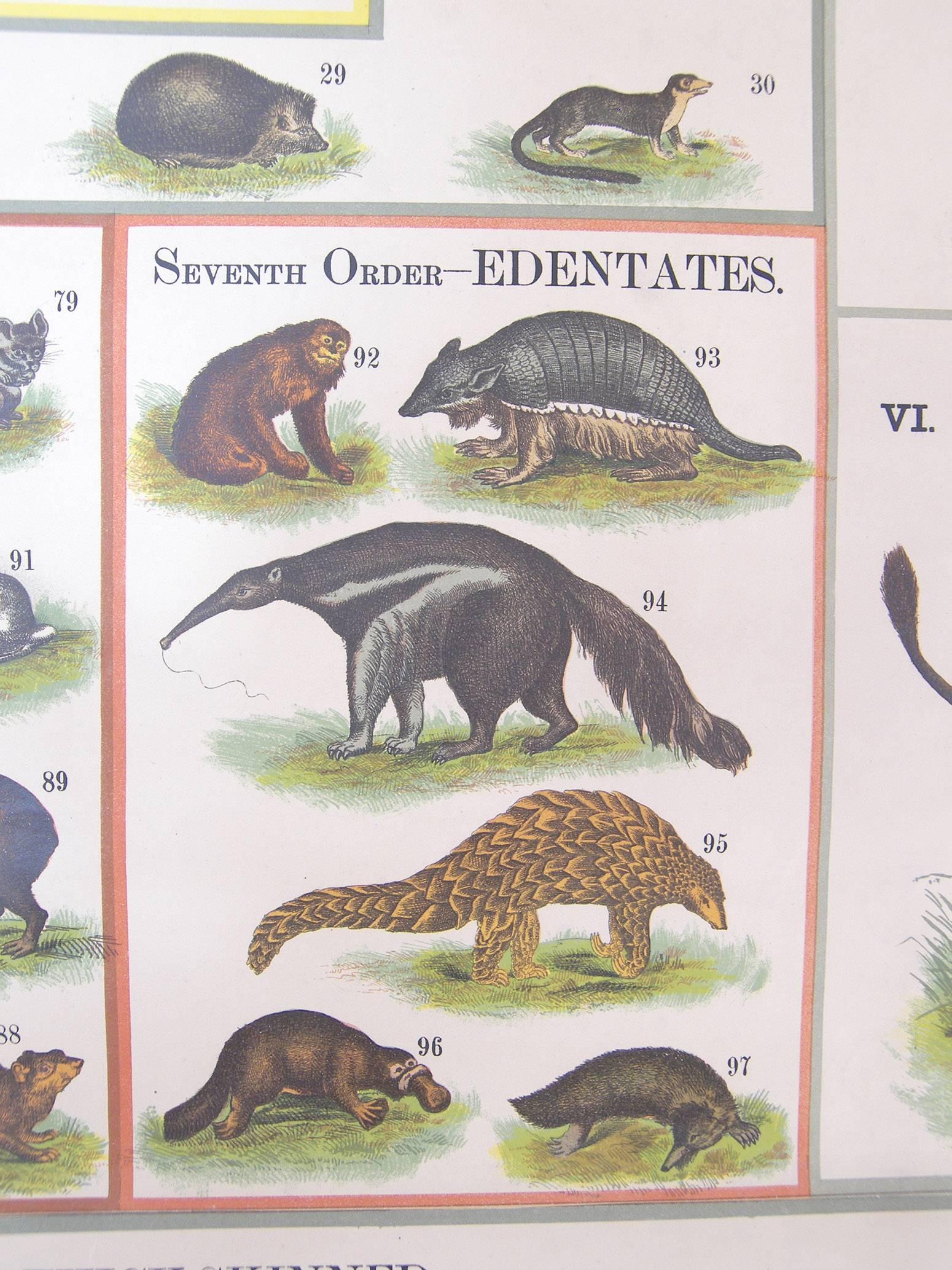 Art Nouveau Antique Scientific Wall Chart Illustrations Natural History Print Art Animals
