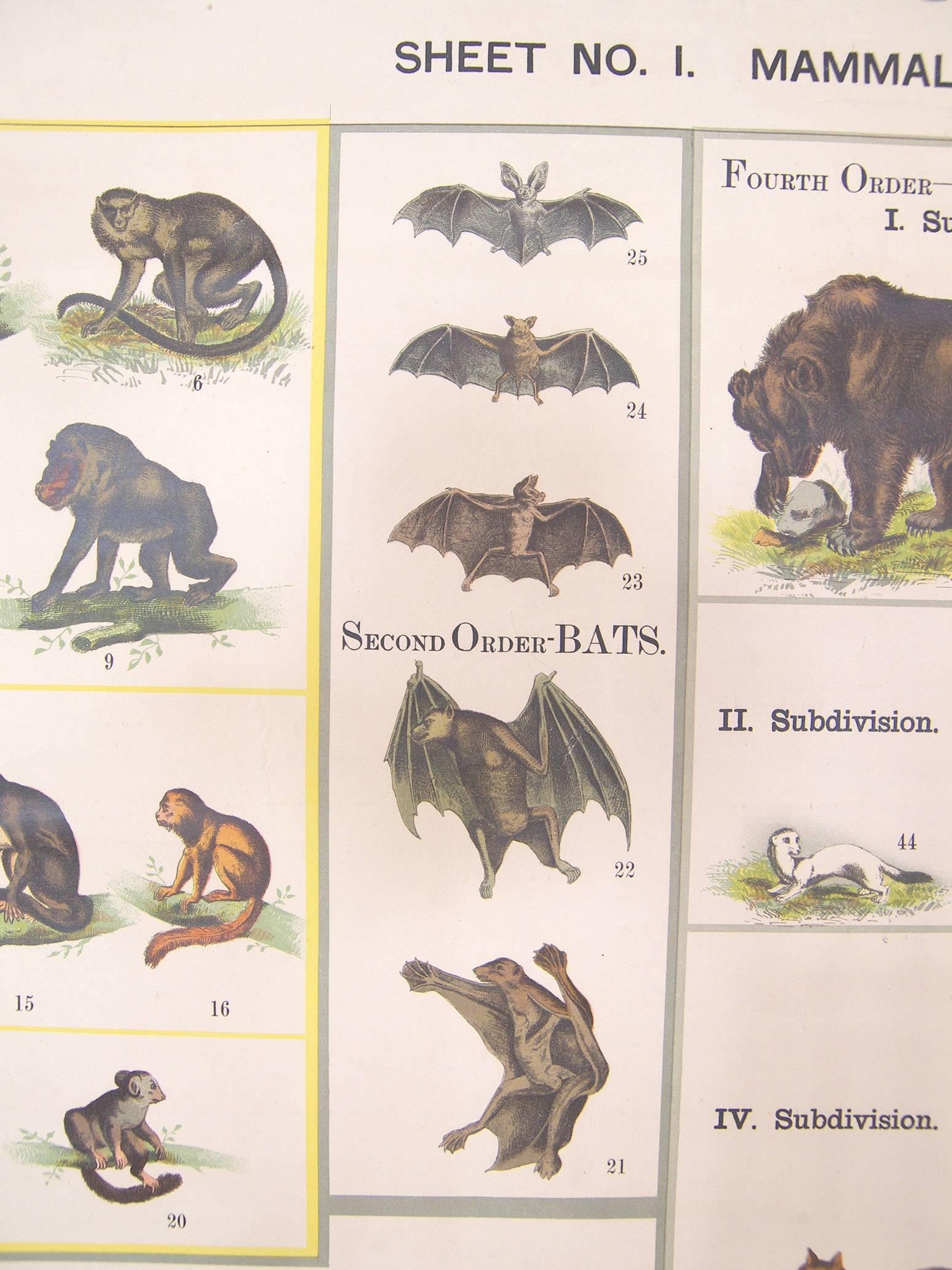 antique animal illustrations