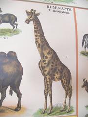 Antique Scientific Wall Chart Illustrations Natural History Print Art Animals