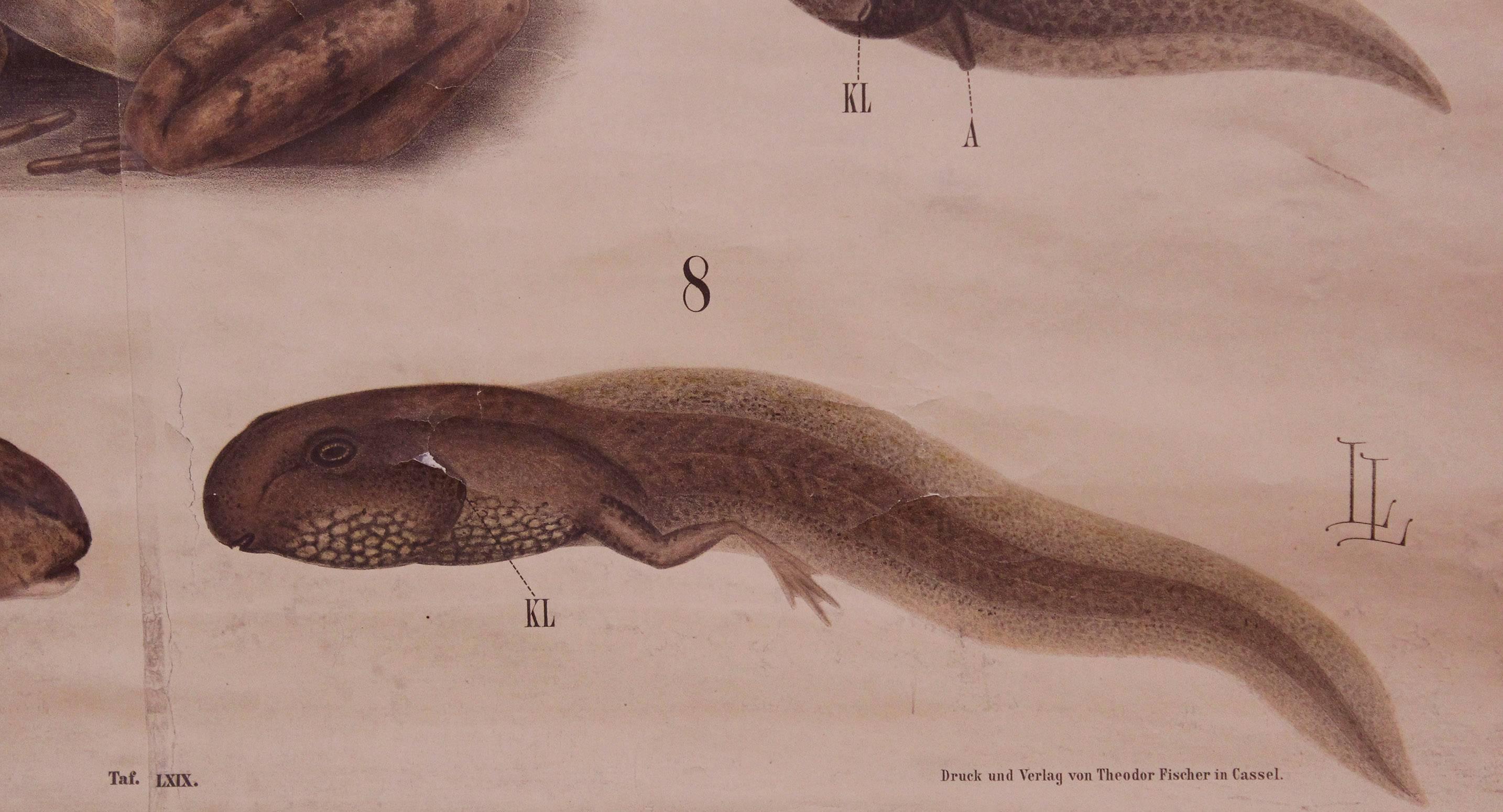Antique German Scientific Chart Print, Frog, Amphibia Vertebrata Zoological In Fair Condition In Oakville, CT