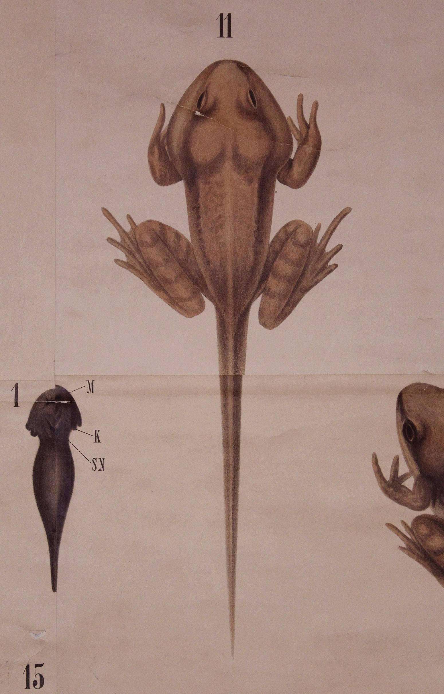 Canvas Antique German Scientific Chart Print, Frog, Amphibia Vertebrata Zoological