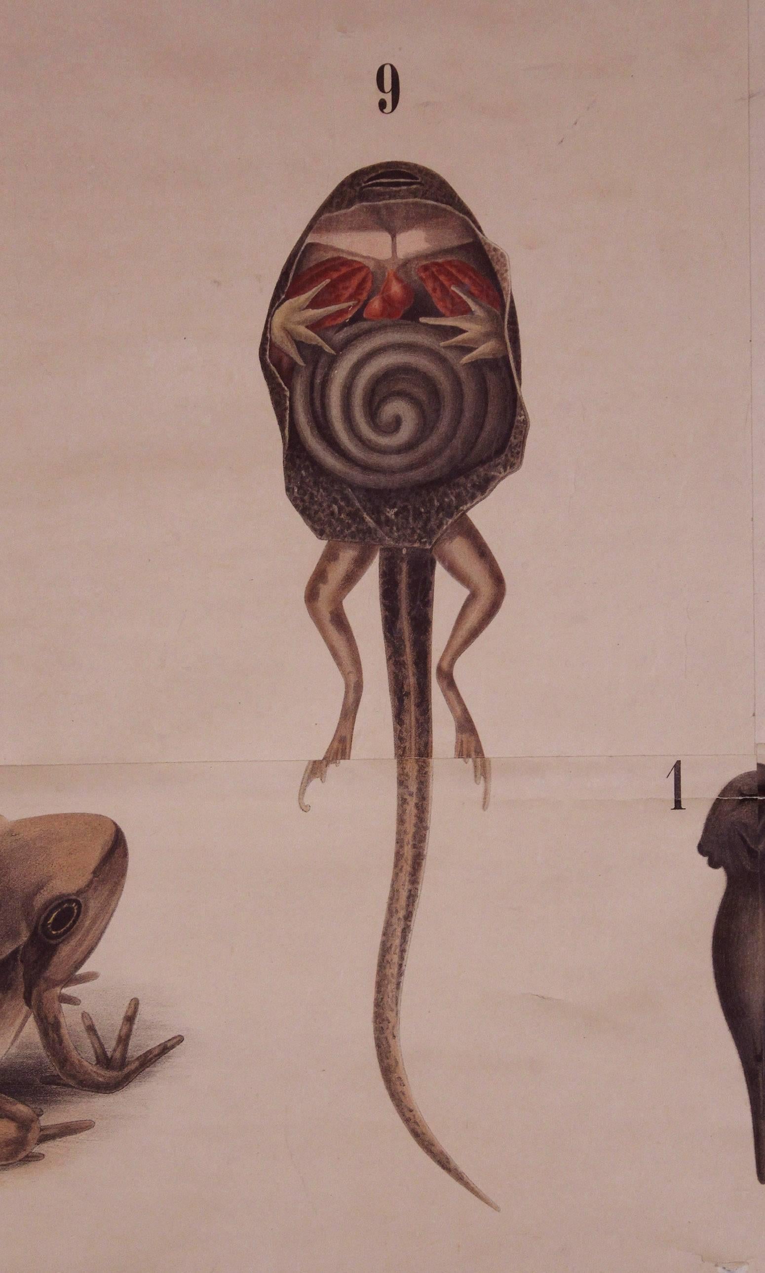 Antique German Scientific Chart Print, Frog, Amphibia Vertebrata Zoological 1