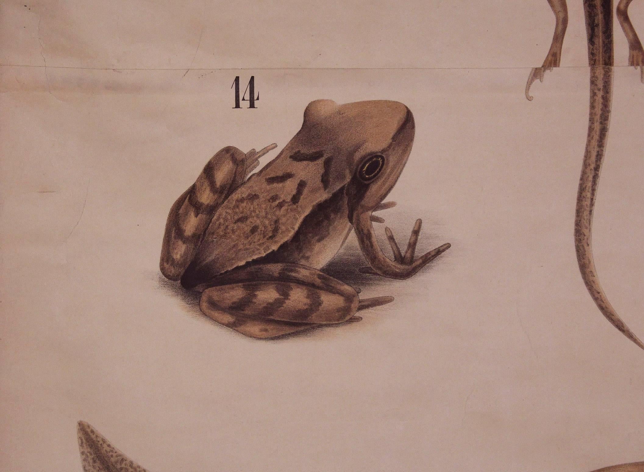 Antique German Scientific Chart Print, Frog, Amphibia Vertebrata Zoological 2