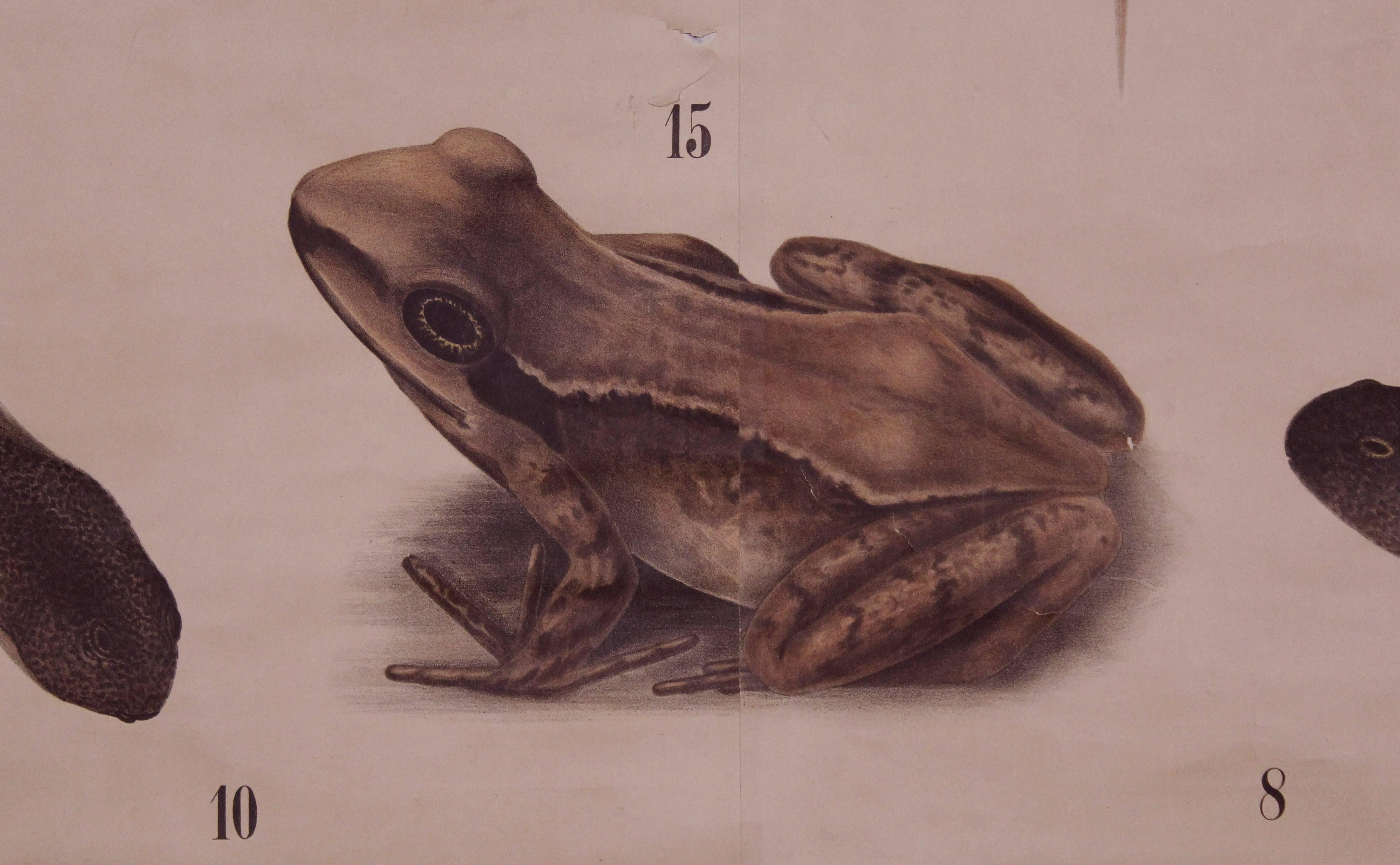 Antique scientific chart print - frog metamorphosis - Amphibia vertebrata zoological. Chart reads 