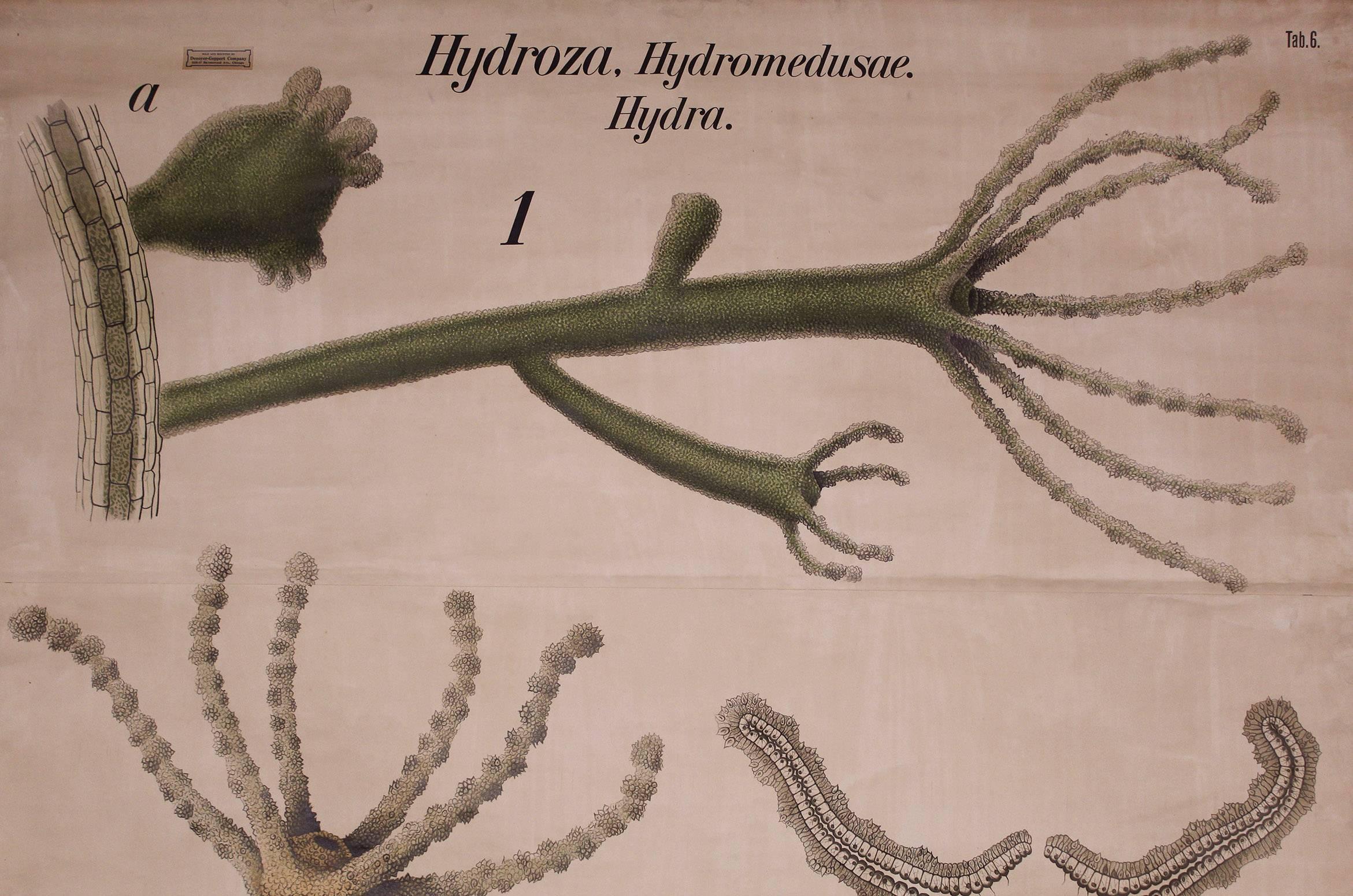 Vintage-Wandtafellithographie Hydra von Paul Pfurtscheller für Martinus Nijhoff, Vintage im Zustand „Relativ gut“ im Angebot in Oakville, CT