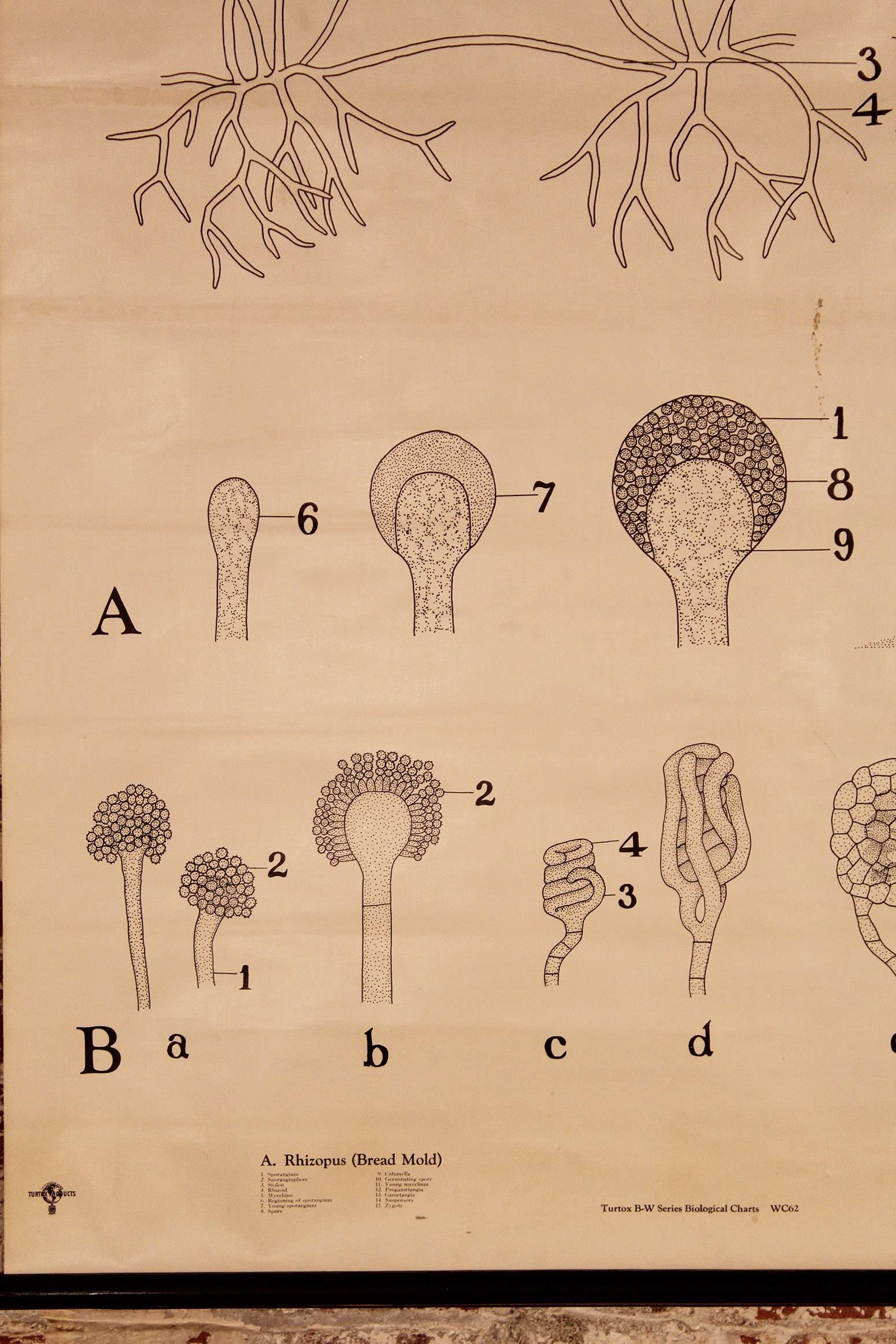 Geometrische Formen, Turtox Schwarz-Weiß-Serie Biological Chart, 1937 im Zustand „Relativ gut“ im Angebot in Oakville, CT