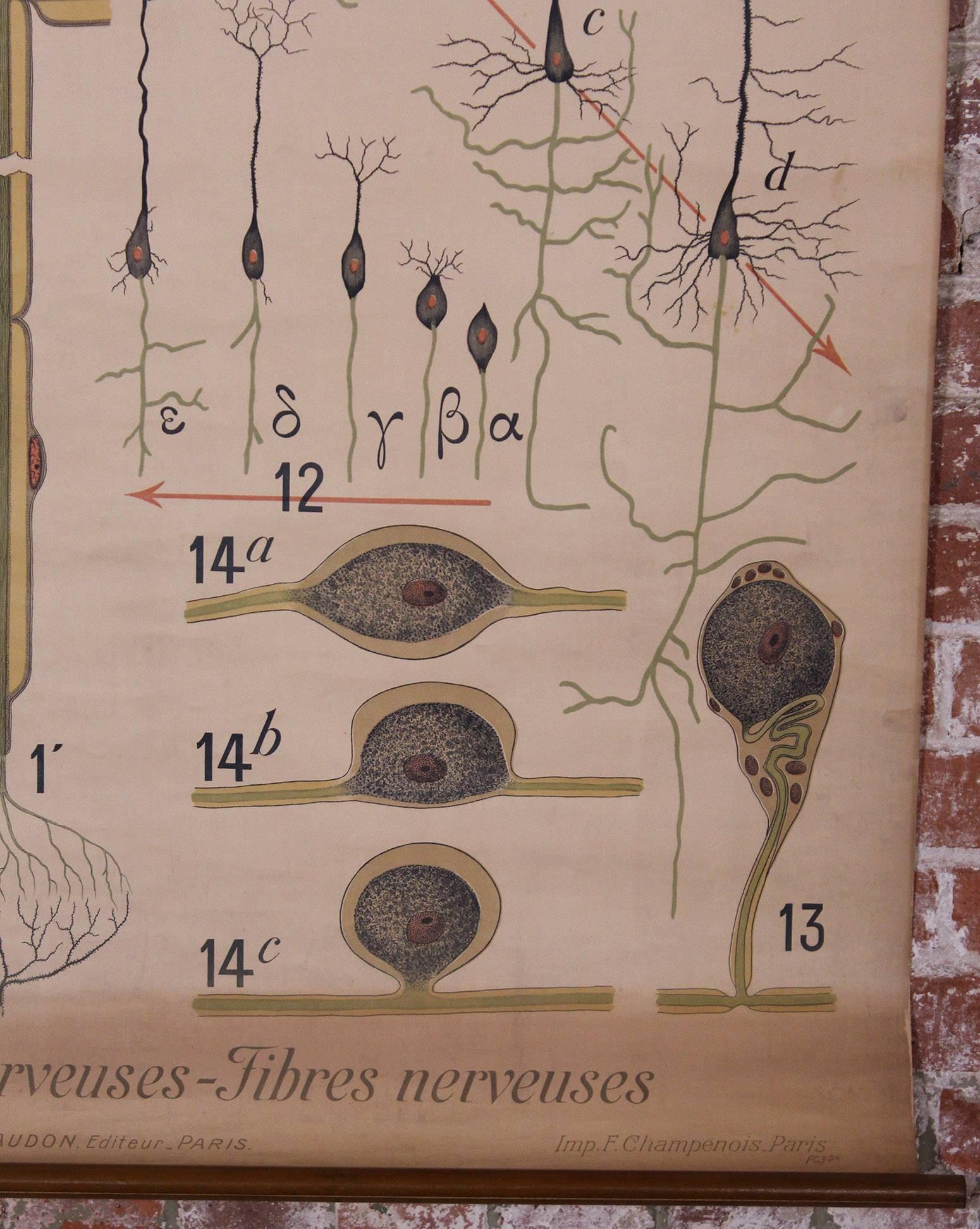 Antique French educational Scientific chart, Tissu Nerveux by Denoyer-Geppert. Collection Remy & Cepede. Neurone-Cellules nerveuses-Fibres nerveuses. Paul Mery del, Jean Montaudon, Editeur-Paris, Imp. F. Champenois. Paris. Measures 58 1/2