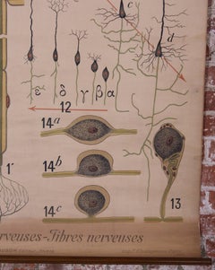 Antique French Educational Scientific Chart, Tissu Nerveux by Denoyer-Geppert