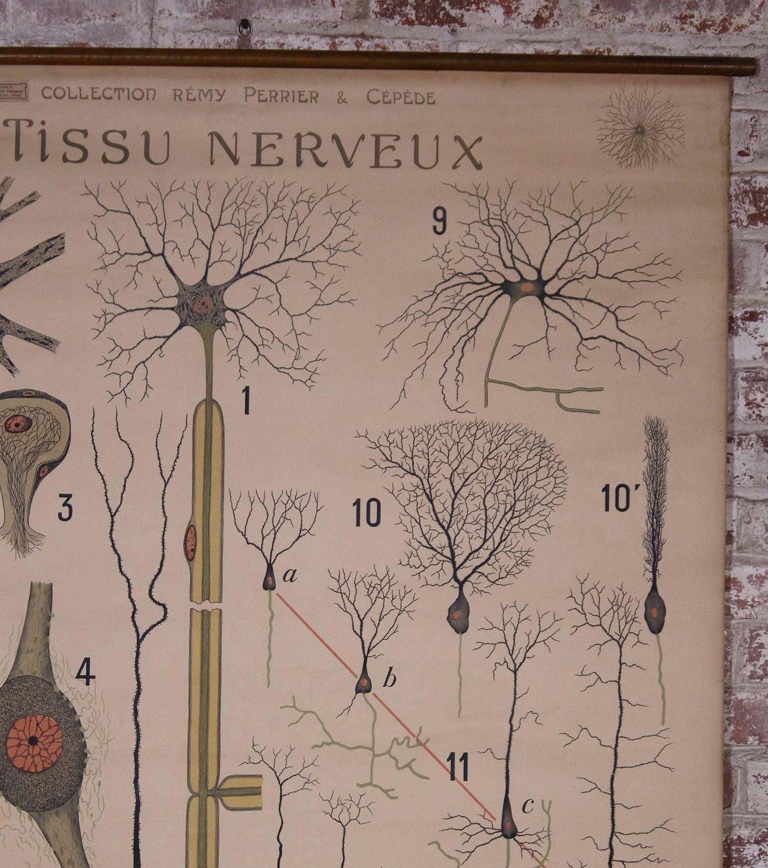 20th Century Antique French Educational Scientific Chart, Tissu Nerveux by Denoyer-Geppert For Sale