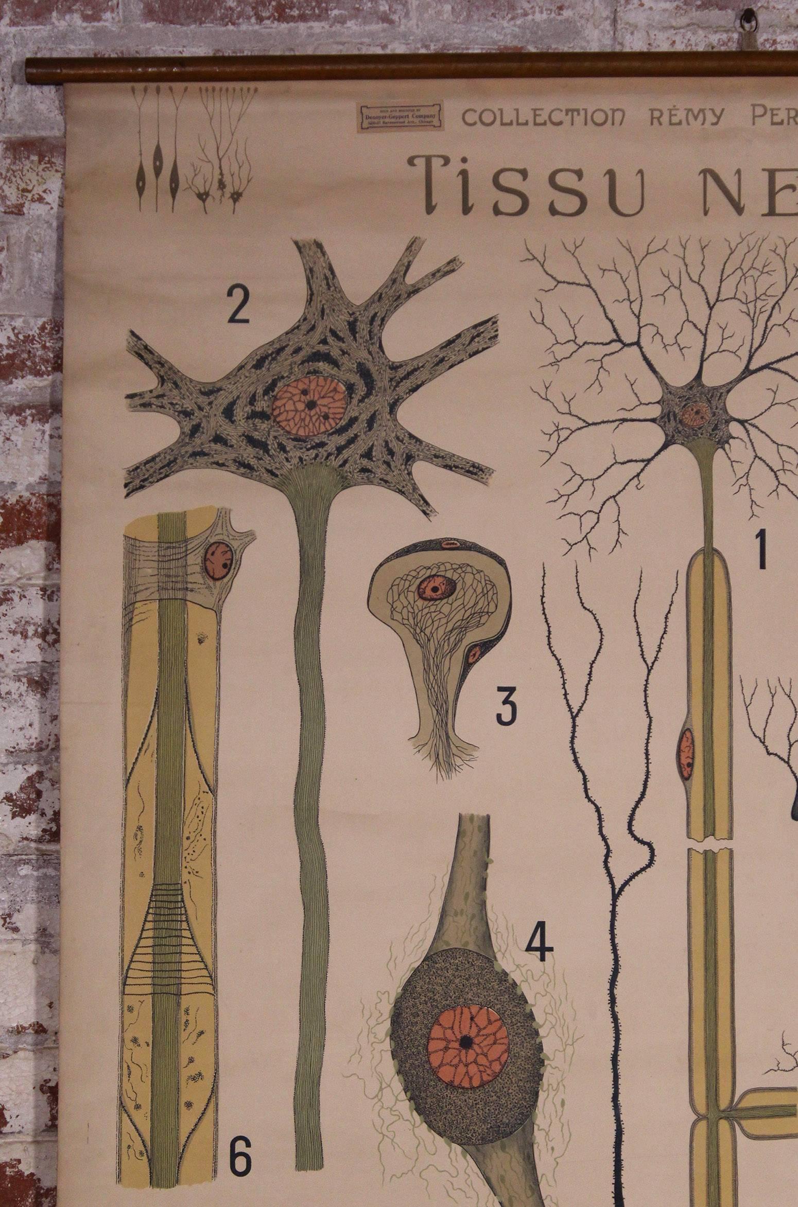 Antique French Educational Scientific Chart, Tissu Nerveux by Denoyer-Geppert In Fair Condition For Sale In Oakville, CT