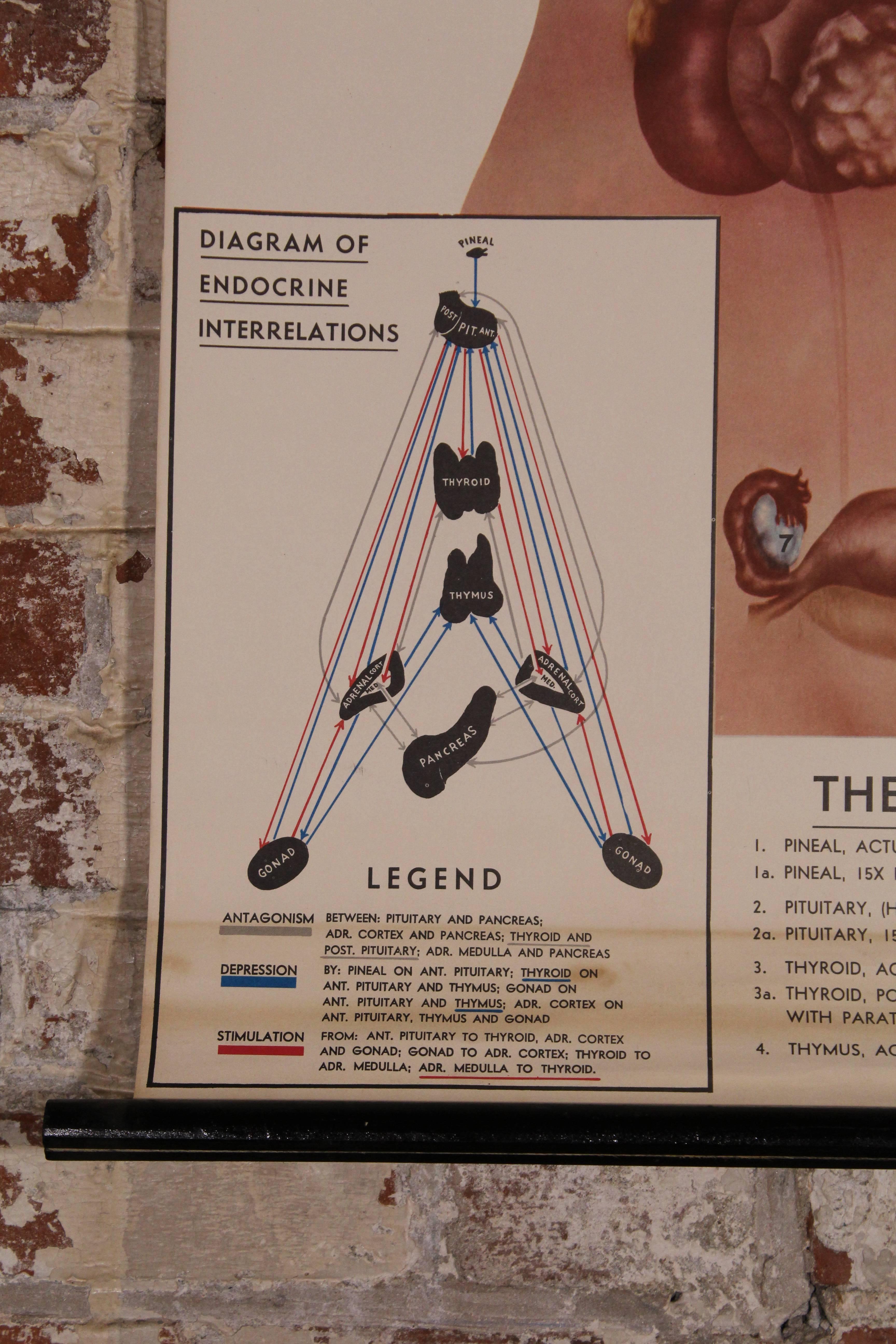 American Vintage Educational Female Anatomy Chart, the Endocrine Interrelations For Sale