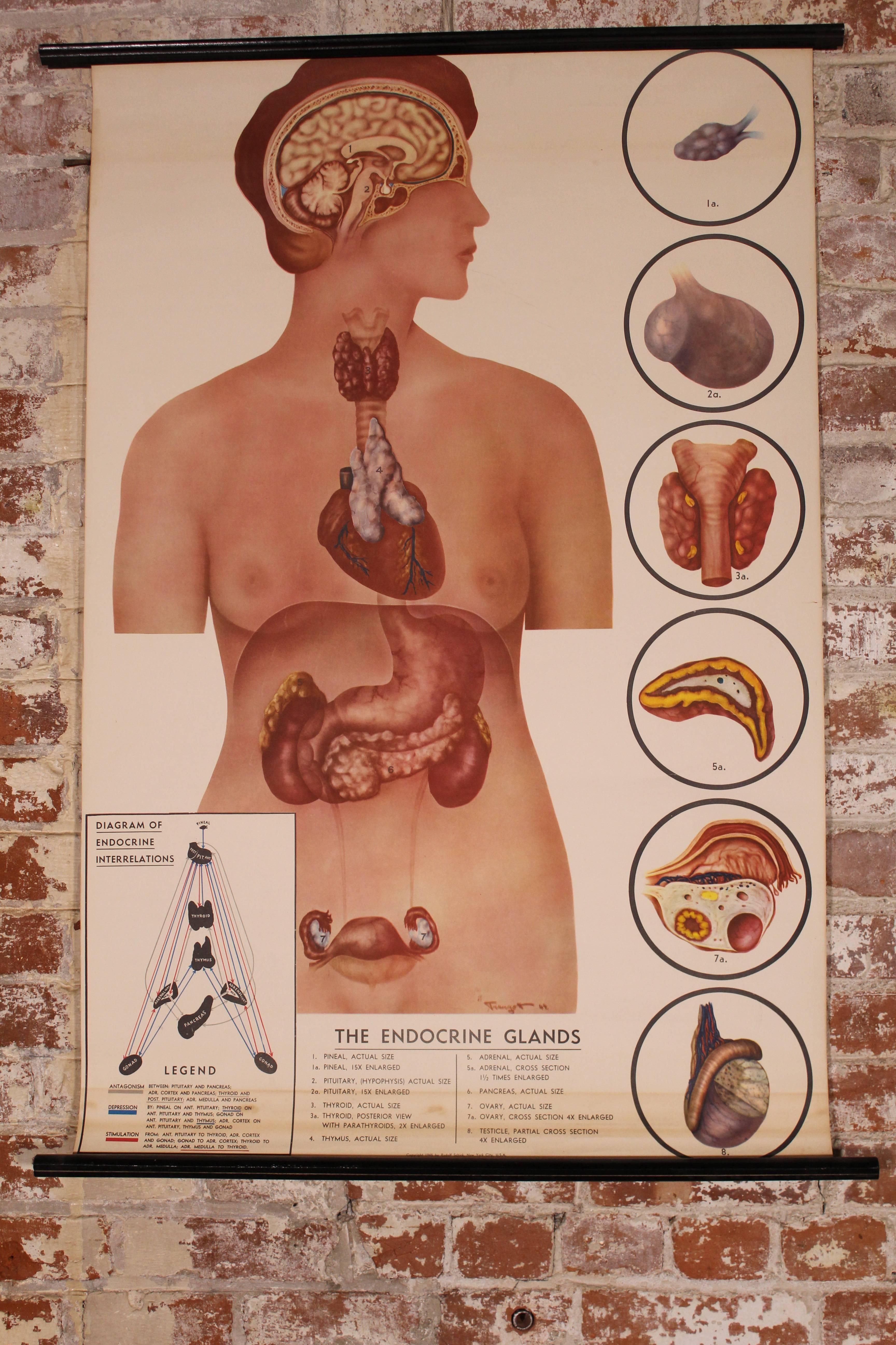 Vintage Educational Female Anatomy Chart, the Endocrine Interrelations In Fair Condition For Sale In Oakville, CT