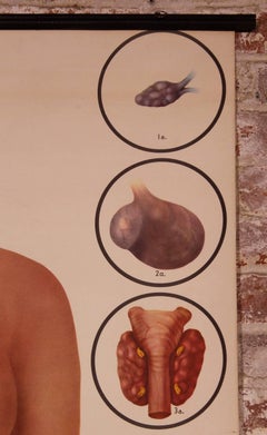 Vintage Educational Female Anatomy Chart, the Endocrine Interrelations