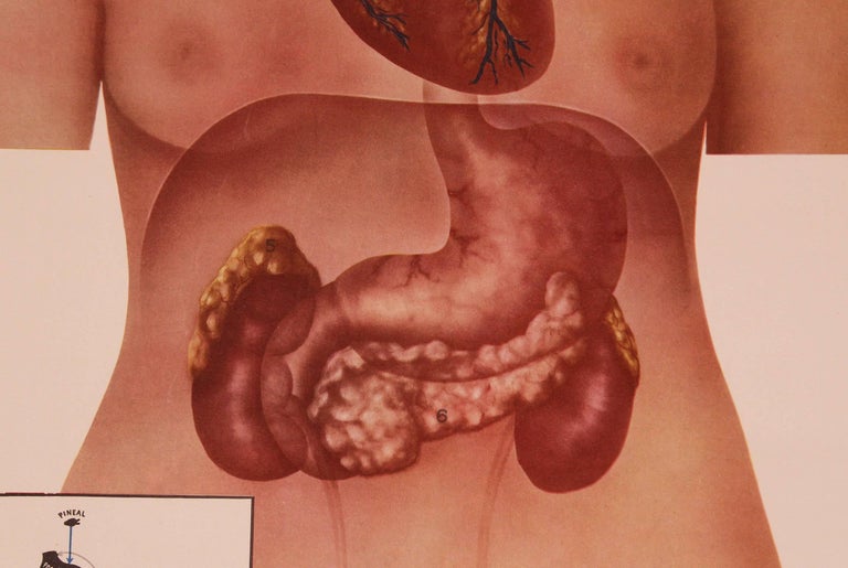 Vintage Educational Female Anatomy Chart, the Endocrine Interrelations