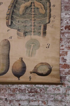 Antique Earthworm Scientific Educational Chart by Pfurtscheller Denoyer-Geppert