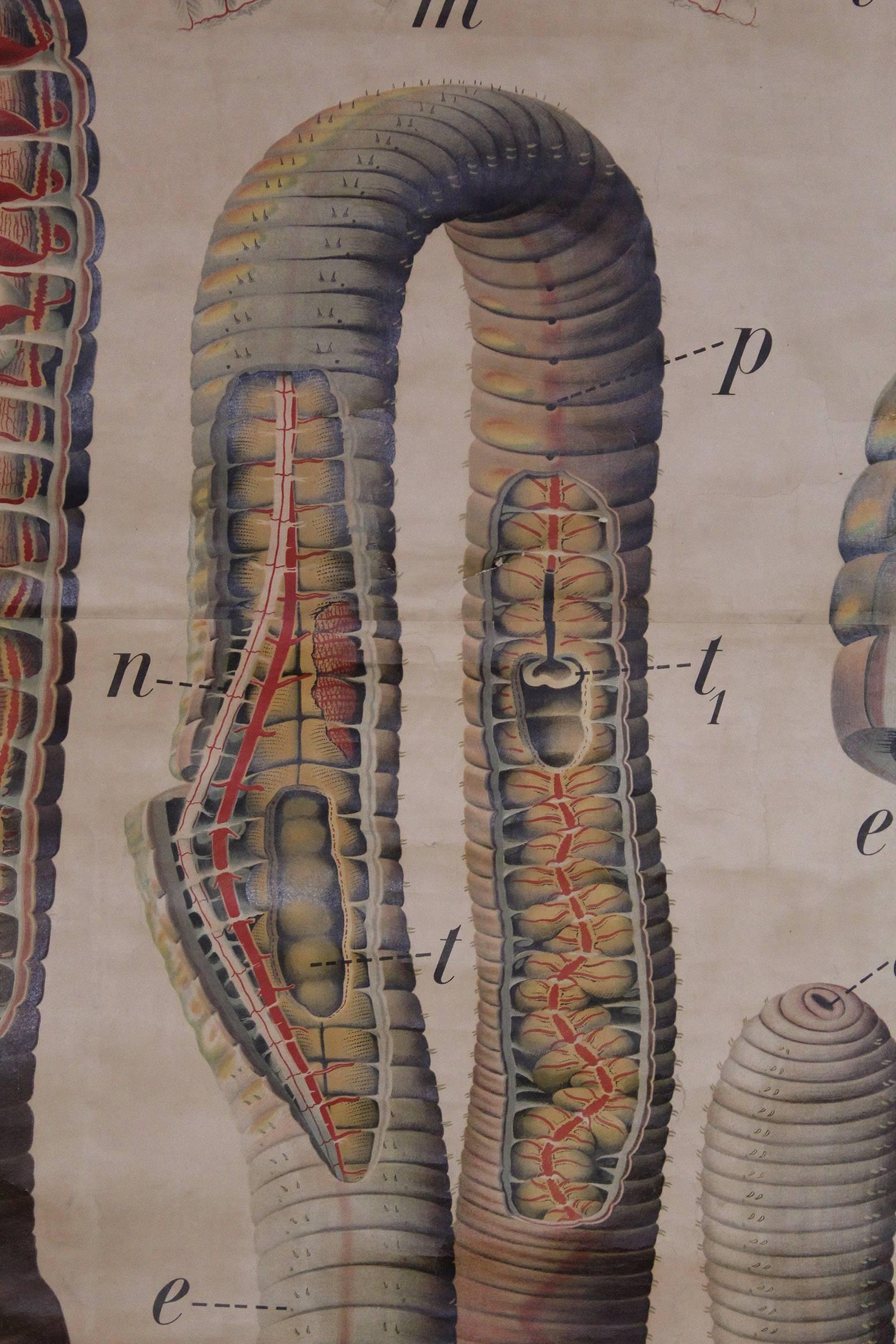 Antique Earthworm Scientific Educational Chart by Pfurtscheller Denoyer-Geppert In Good Condition For Sale In Oakville, CT