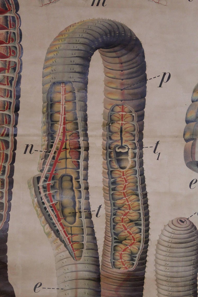 Antique Earthworm Scientific Educational Chart by Pfurtscheller Denoyer