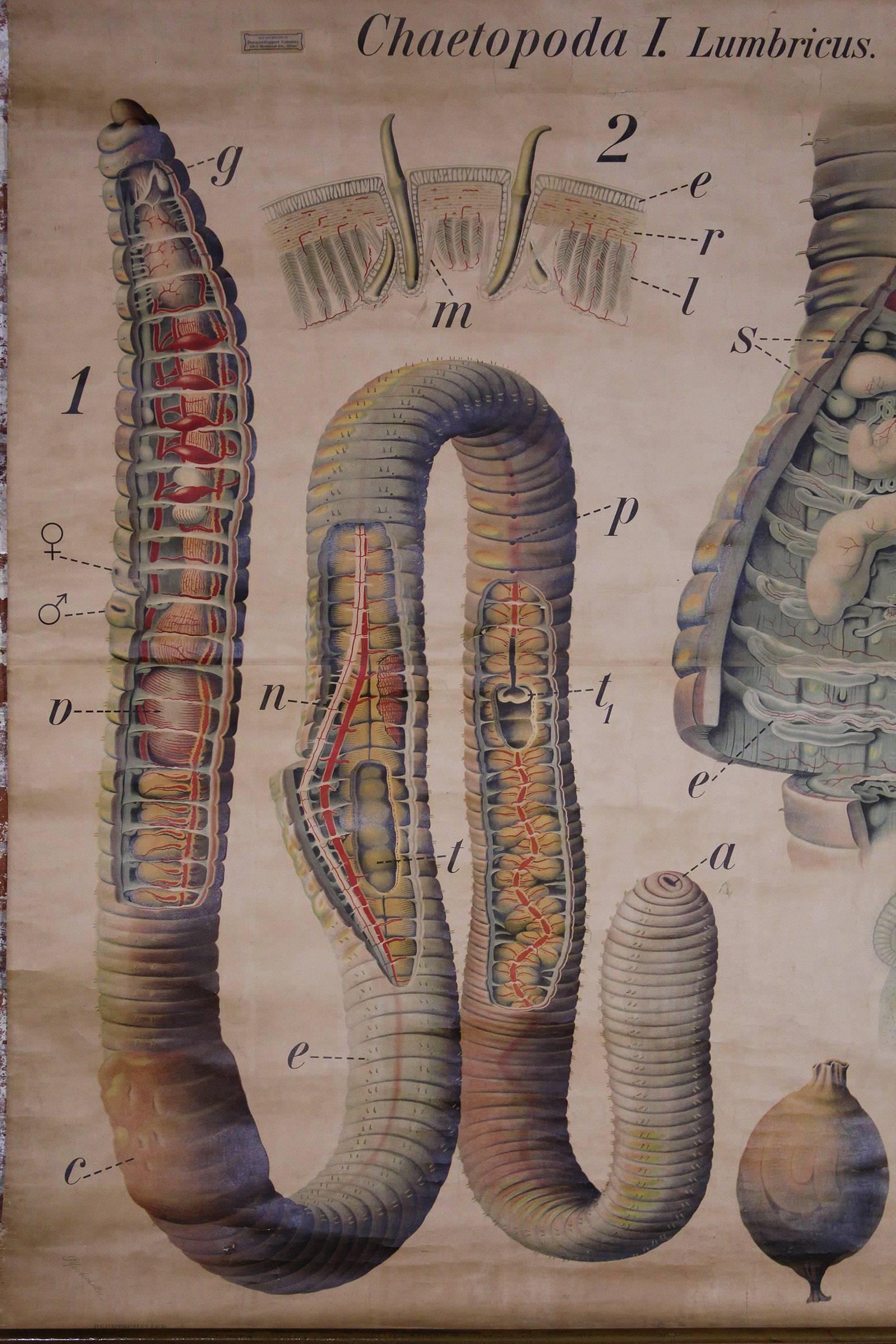 Canvas Antique Earthworm Scientific Educational Chart by Pfurtscheller Denoyer-Geppert For Sale