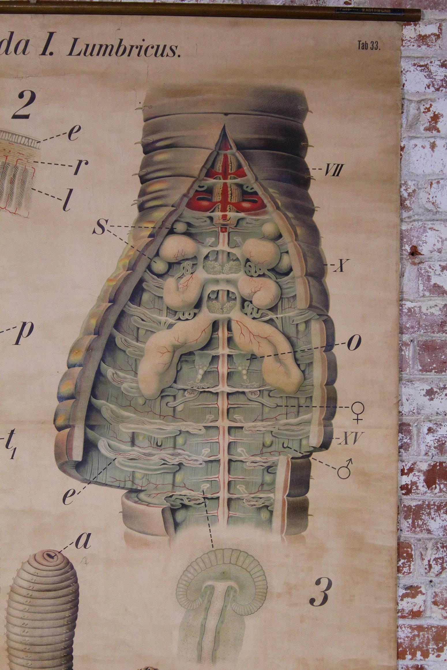 20th Century Antique Earthworm Scientific Educational Chart by Pfurtscheller Denoyer-Geppert For Sale