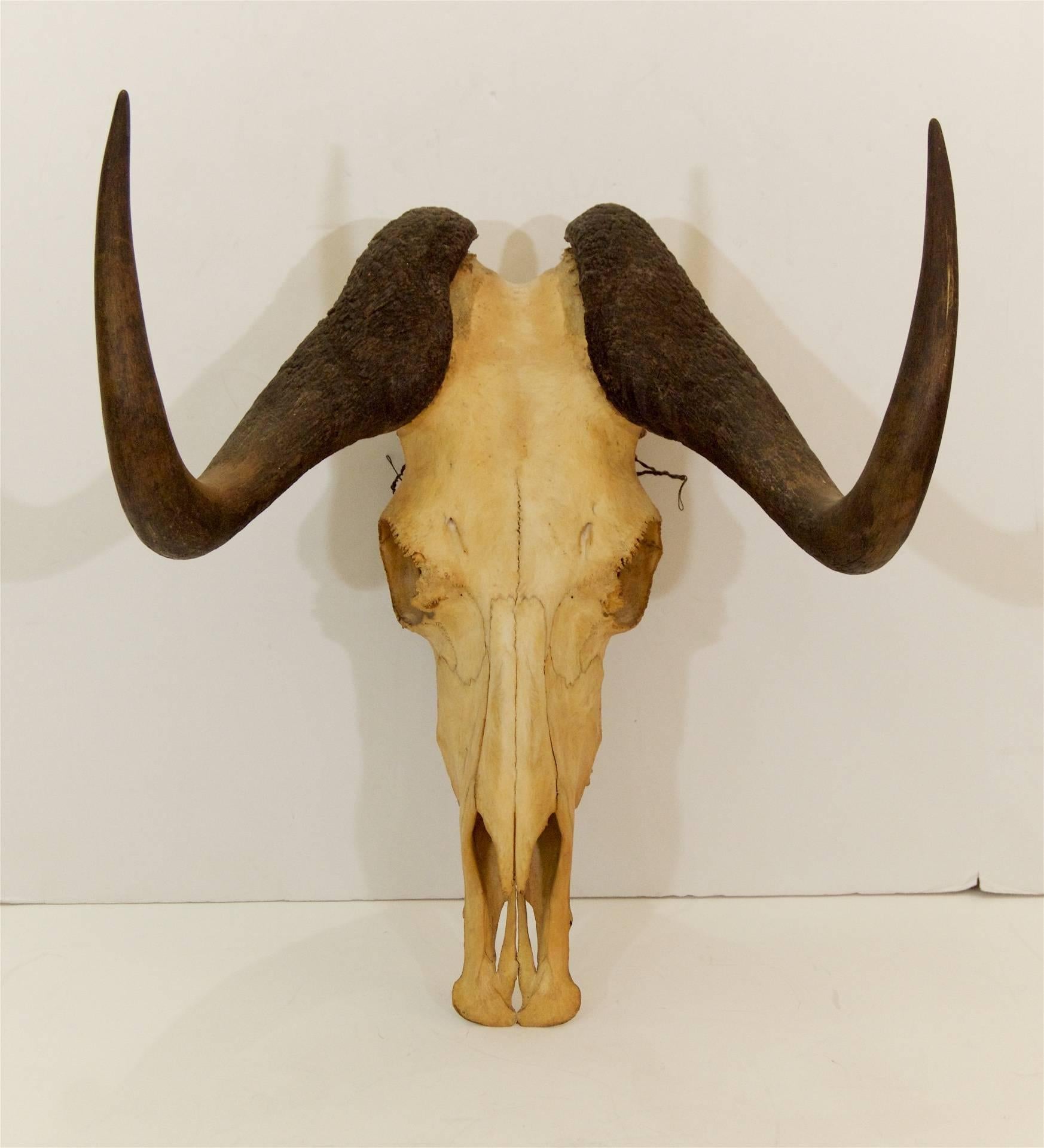 African white-tailed gnu skull can be wall-mounted or rest on a tabletop. Beautiful hello patina.