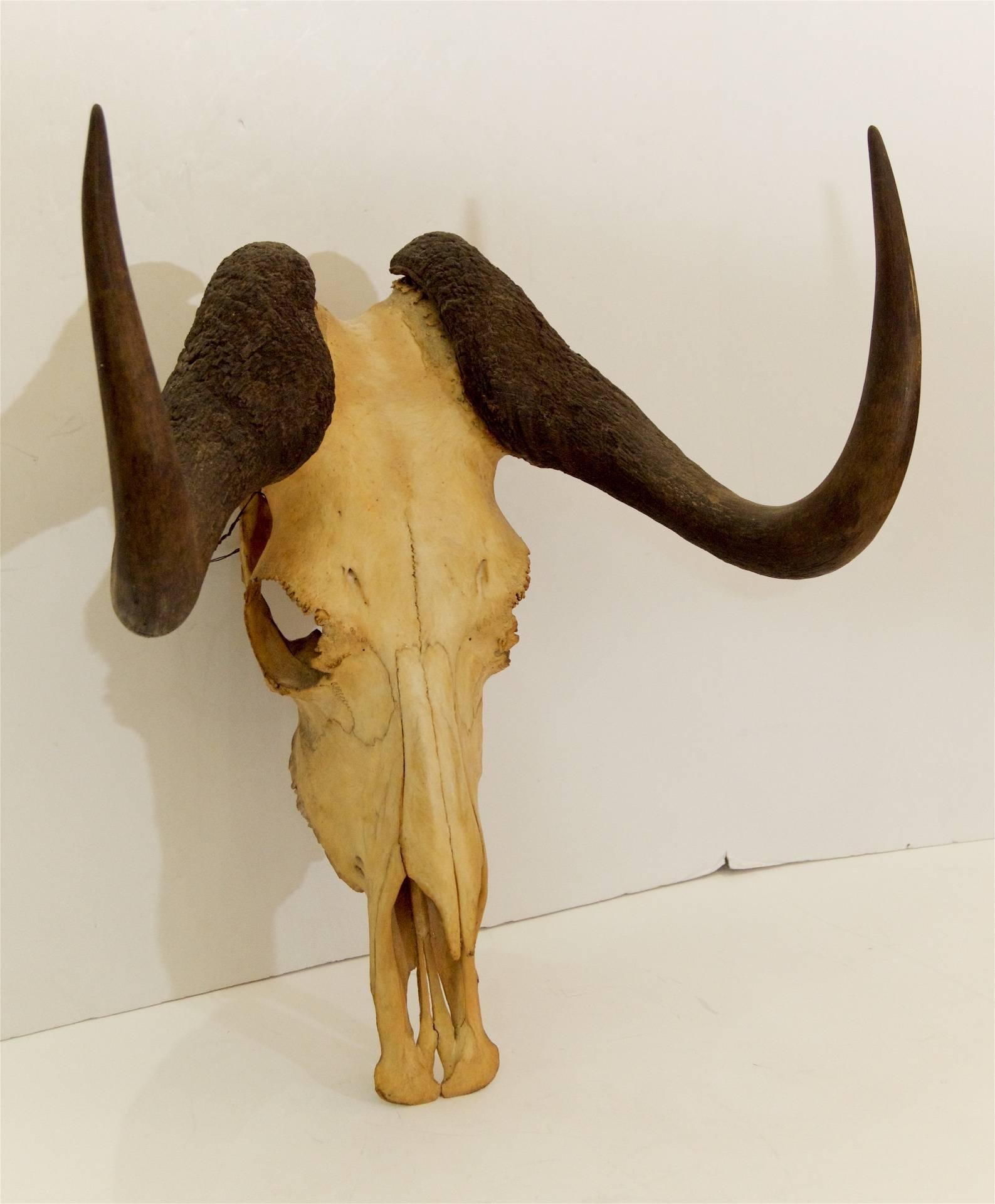 wildebeast skull