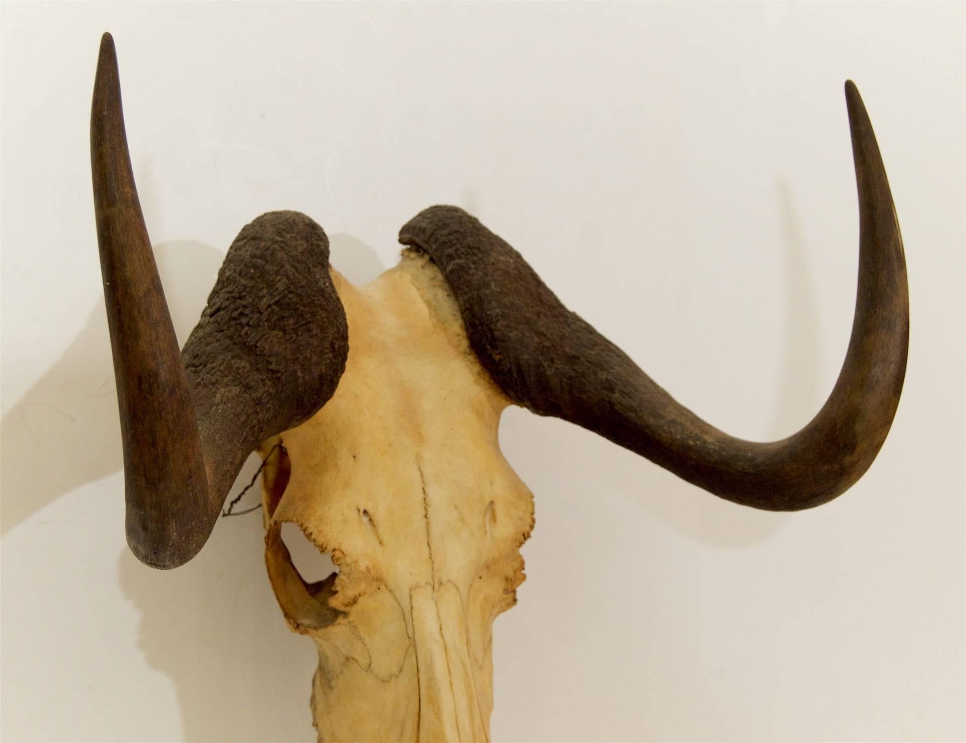 African Black Wildebeest Skull and Horns For Sale