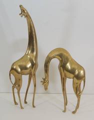 Large Pair of Giraffes