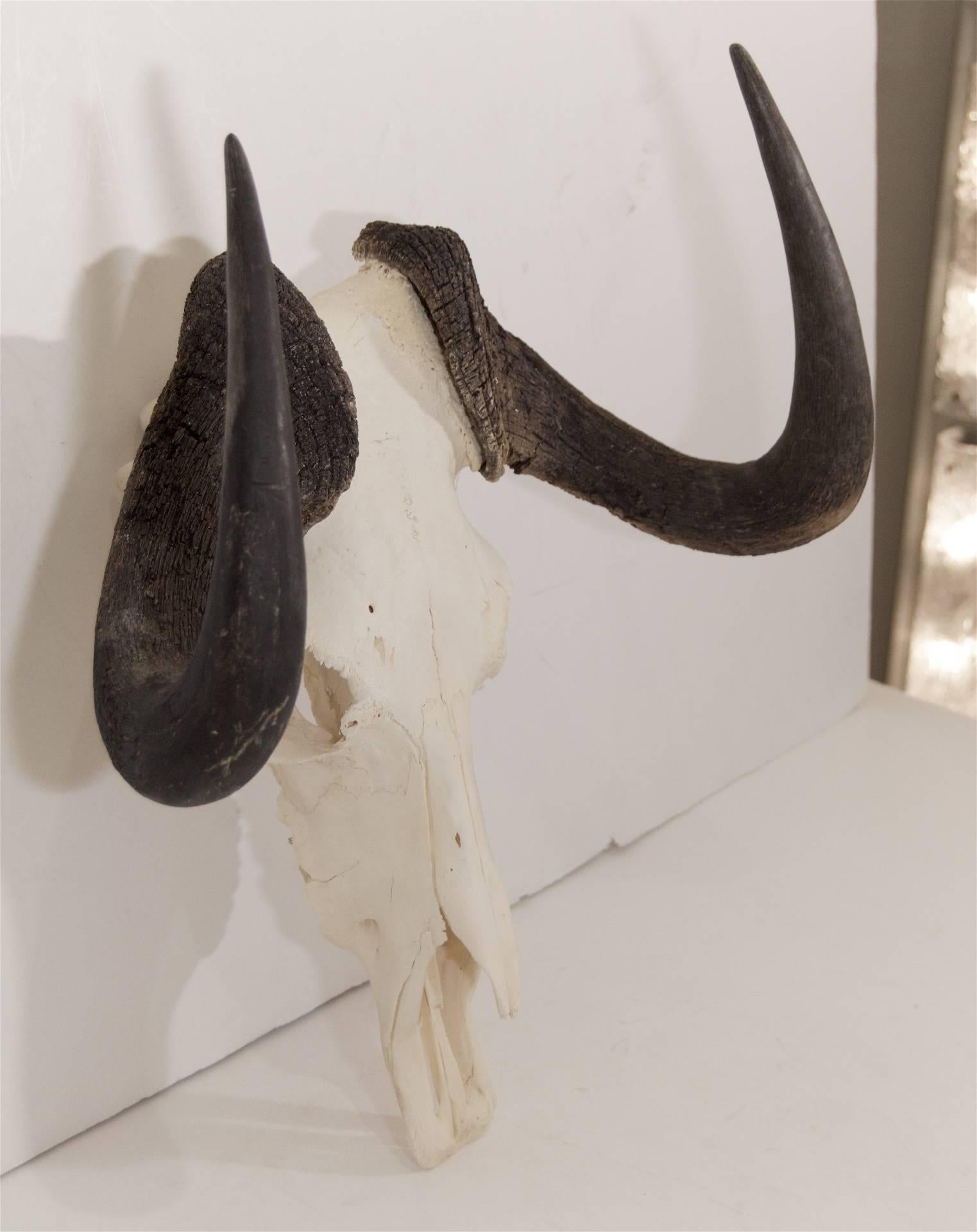 wildebeest skull for sale