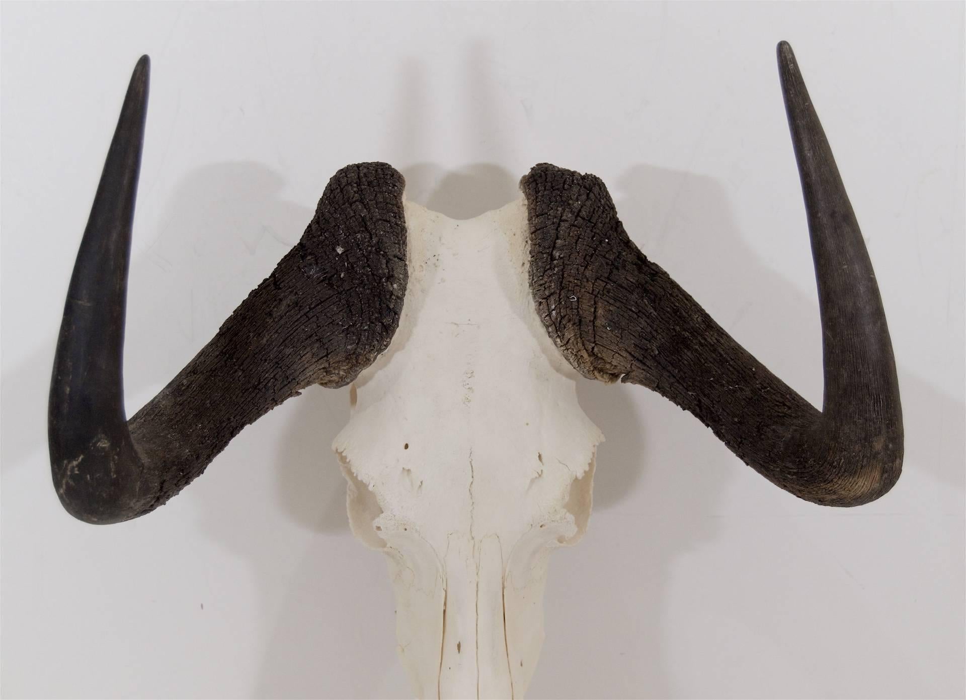 black wildebeest skull mount