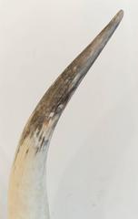 Pair of Longhorns on Black Ebonized Bases