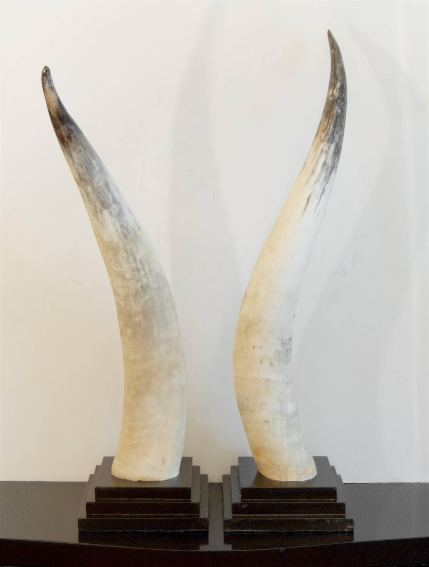 Mid-Century Modern Pair of Longhorns on Black Ebonized Bases For Sale