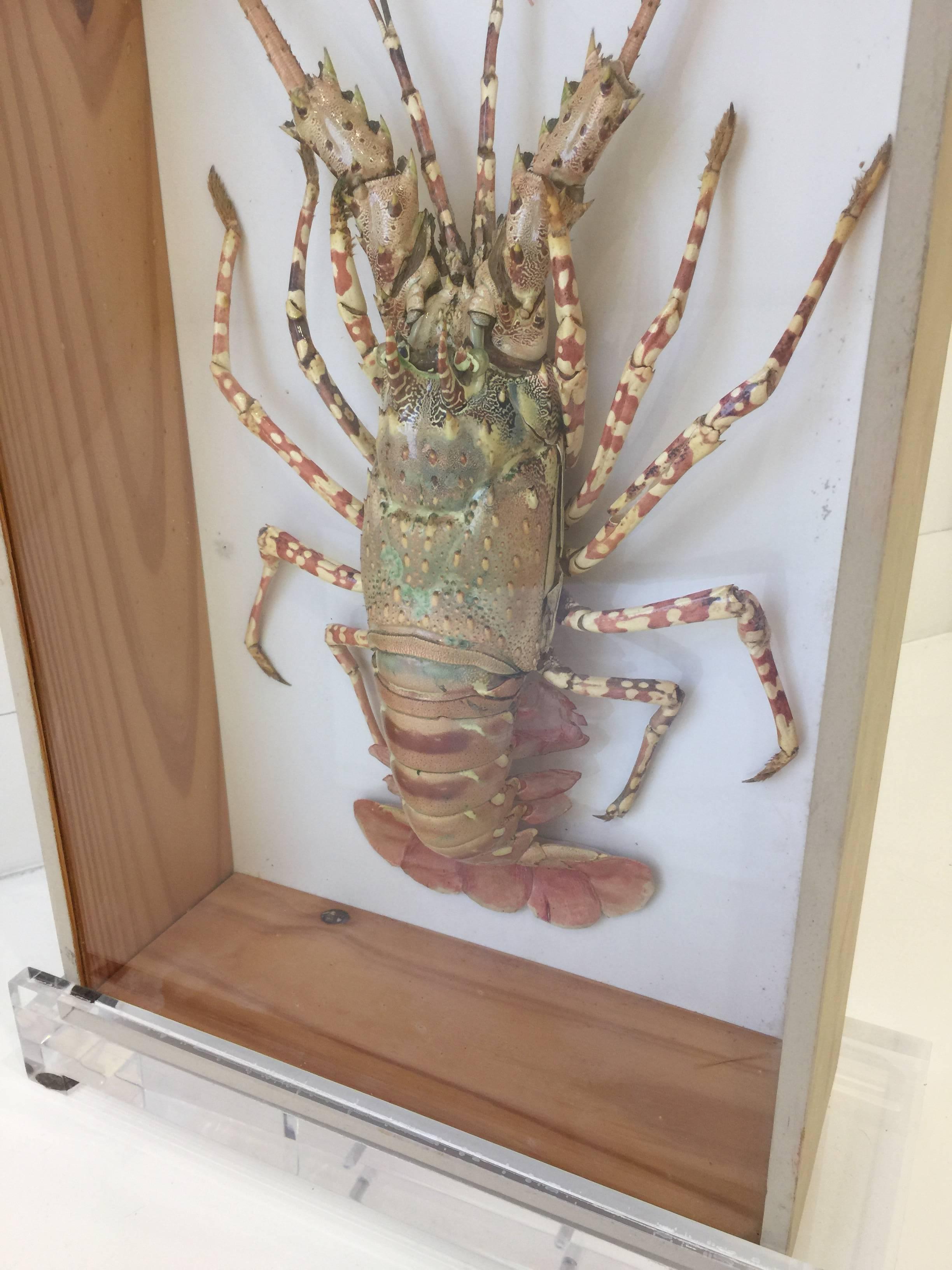 This vintage taxidermy lobster with great coloring and preserved beautifully in a shadow box. This is sold together with the custom lucite table top easel.

Note: Two of these mounted specimens are available. Priced and sold