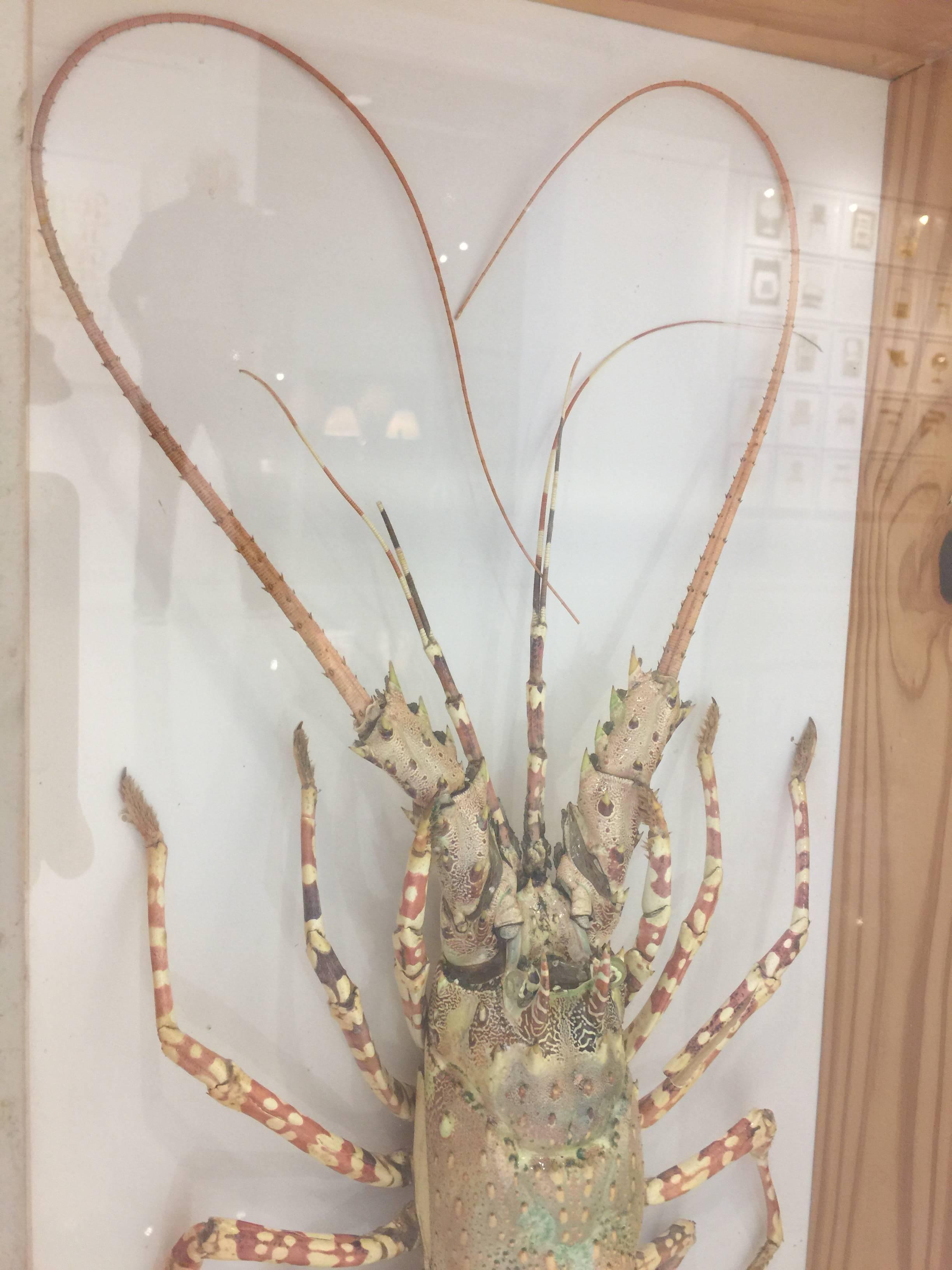 Tiger Lobster Taxidermy Encased in Box, Mounted on Custom Lucite Easel In Excellent Condition In East Hampton, NY