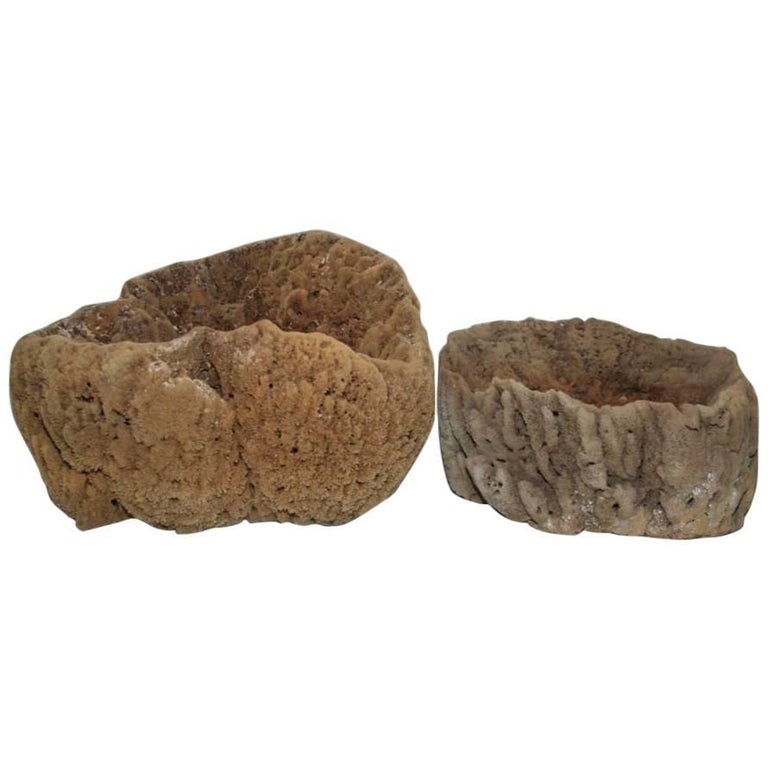 Large Natural Sponges For Sale at 1stDibs
