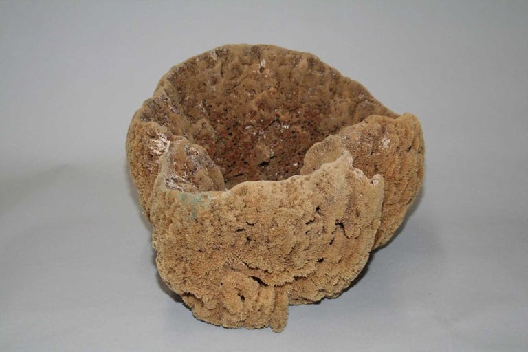 Large Natural Sponges For Sale at 1stDibs