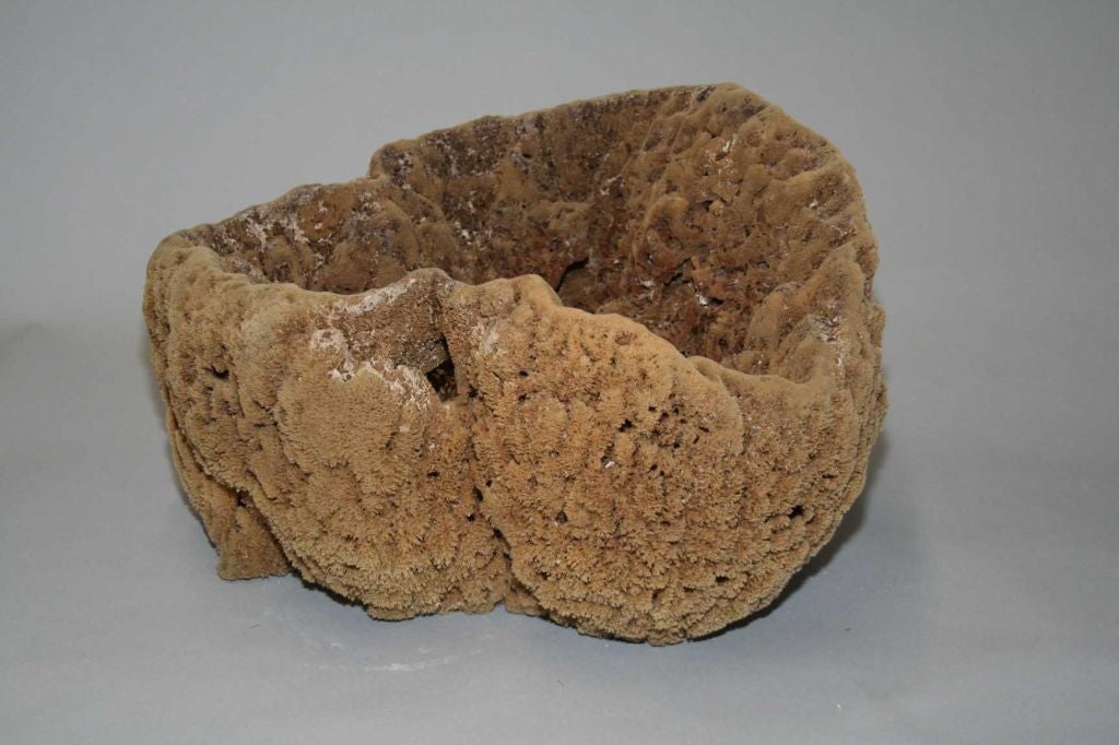 Organic Modern Large Natural Sponges