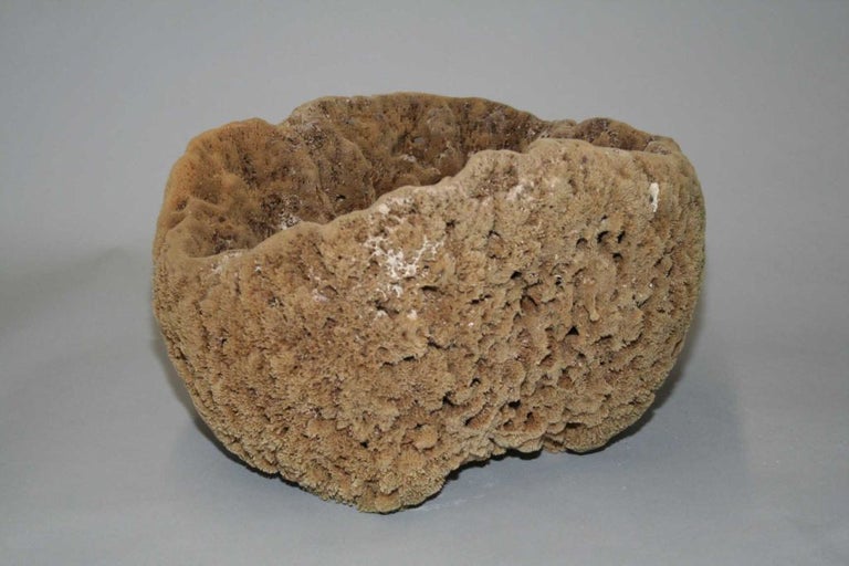 Large Natural Sponges For Sale at 1stDibs