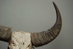 Yak Head on Stand