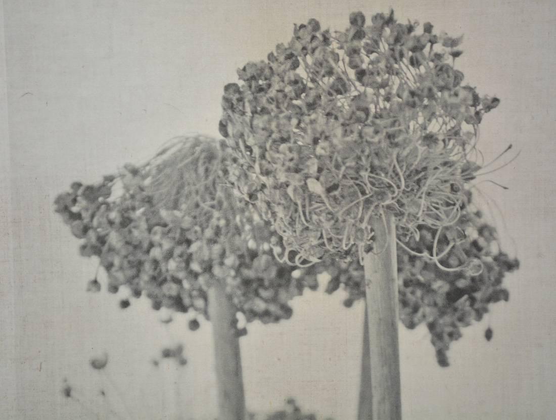 Caroline Kaars Sypesteyn of Berkshire Artisanal is the artist who has created this black-and-white photographic print on linen of onion heads. Titled 