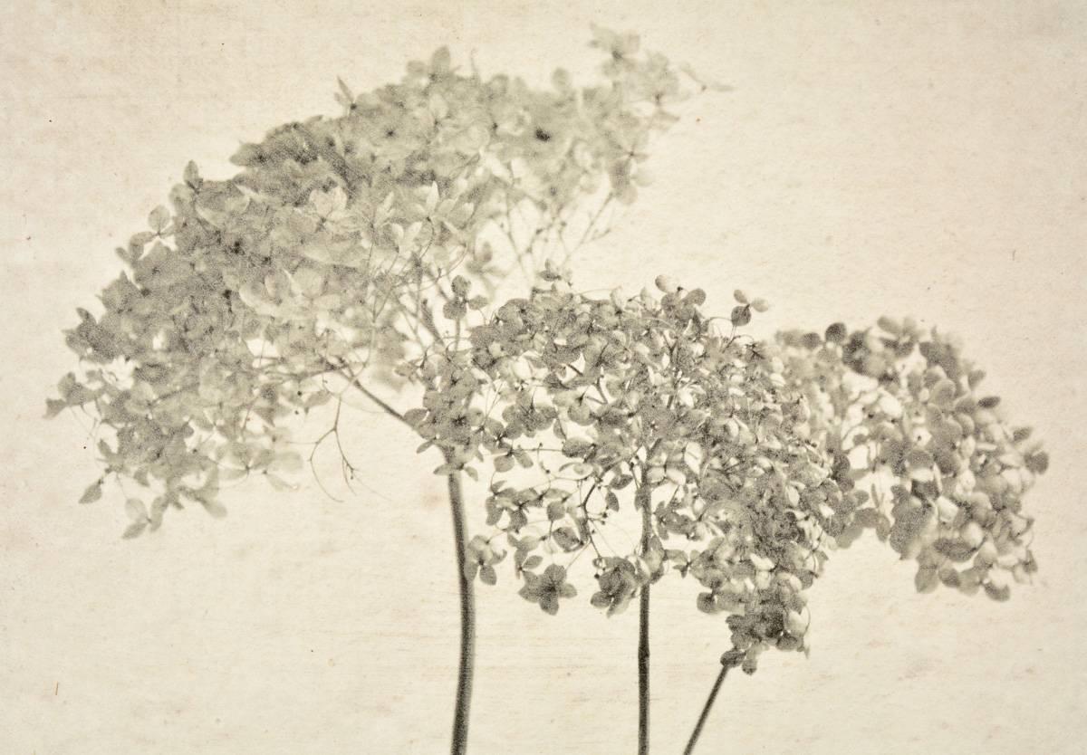 Caroline Kaars Sypesteyn of Berkshire Artisanal is the artist who has created this black-and-white photographic print on linen of dried hydrangeas. Titled “Hydrangeas #4”. The photographic image is printed on linen saturated in plaster, then sand is