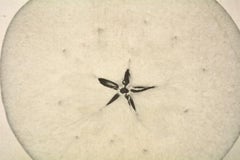 Fotografia contemporanea di una mela tagliata a fette