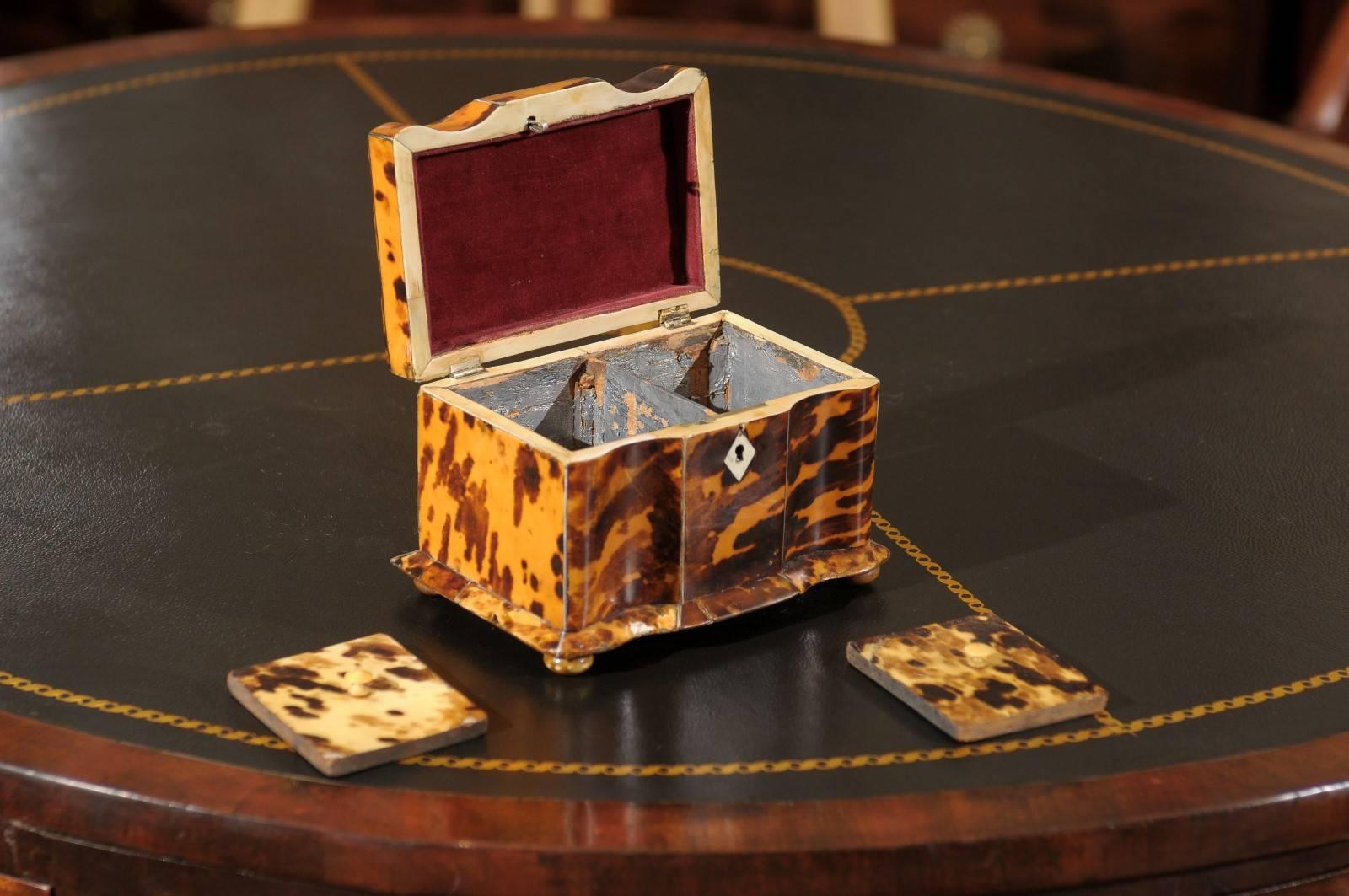 19th Century English Regency Tortoiseshell Tea Caddy 3