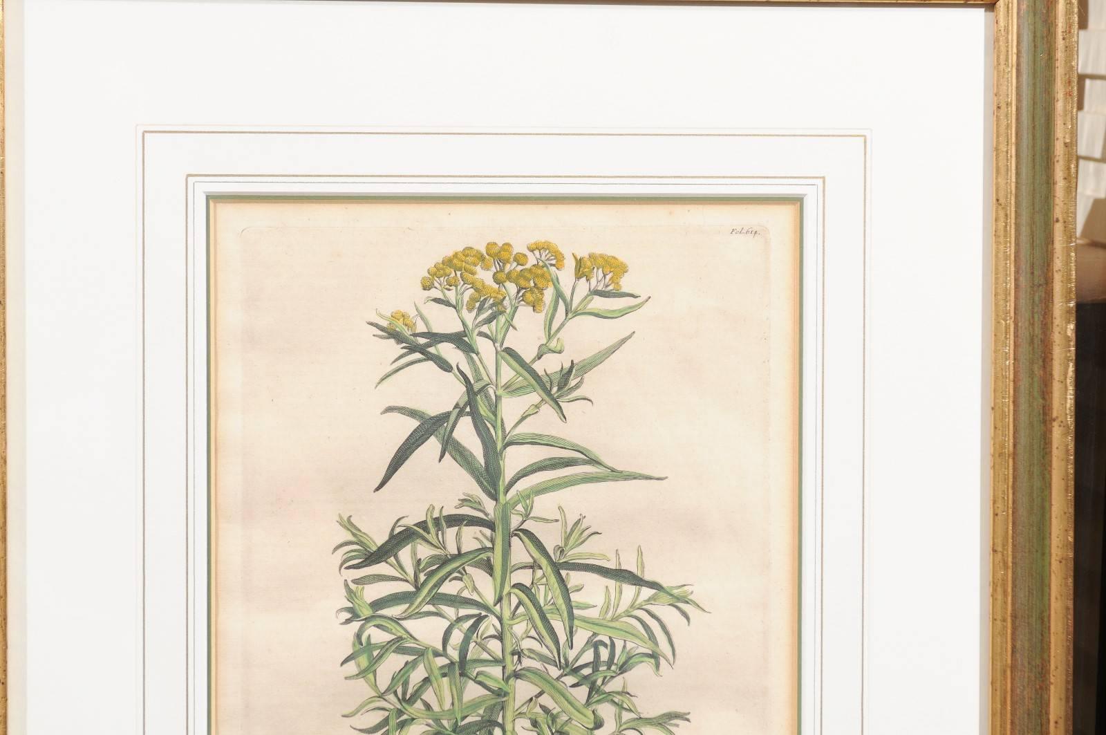 Paper Pair of Gilt Framed Botanical Prints, Dutch, circa 1696 with Later Hand Coloring