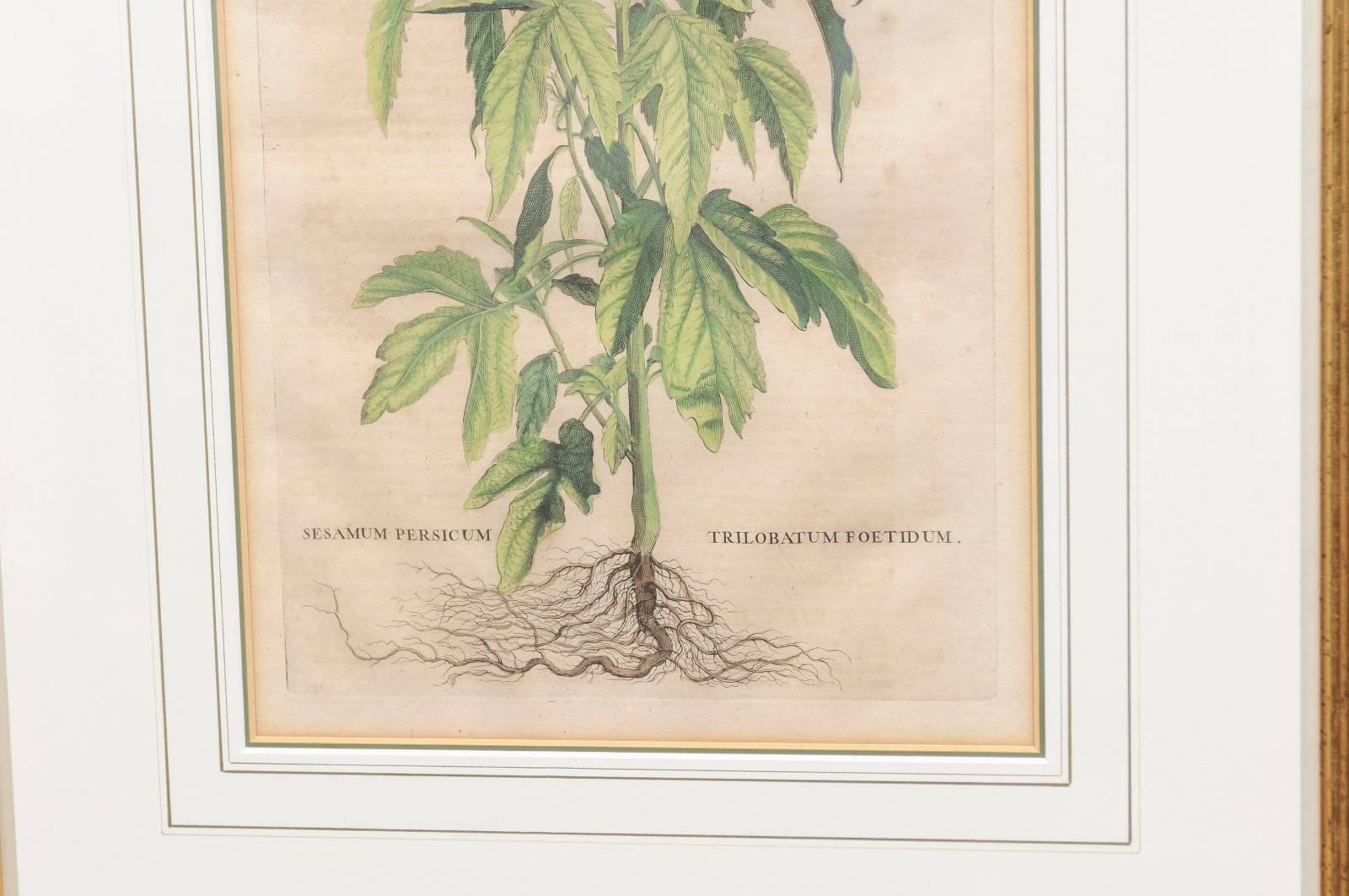 Pair of Gilt Framed Botanical Prints, Dutch, circa 1696 with Later Hand Coloring 2