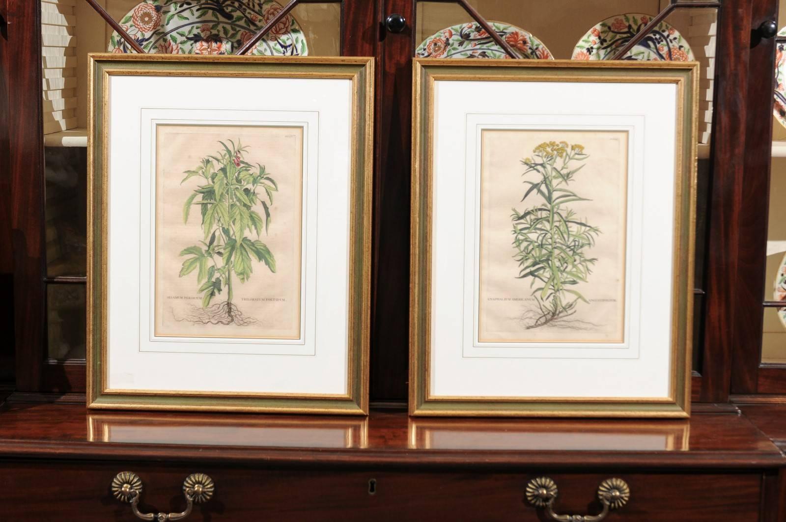 Pair of Dutch Botanical Prints from 
