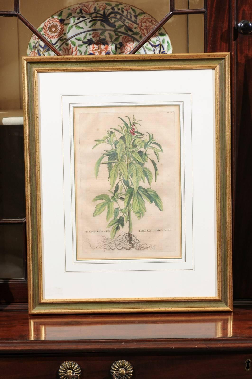 Pair of Gilt Framed Botanical Prints, Dutch, circa 1696 with Later Hand Coloring 3