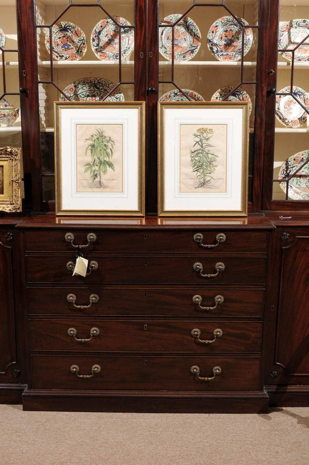 Pair of Gilt Framed Botanical Prints, Dutch, circa 1696 with Later Hand Coloring In Good Condition In Atlanta, GA